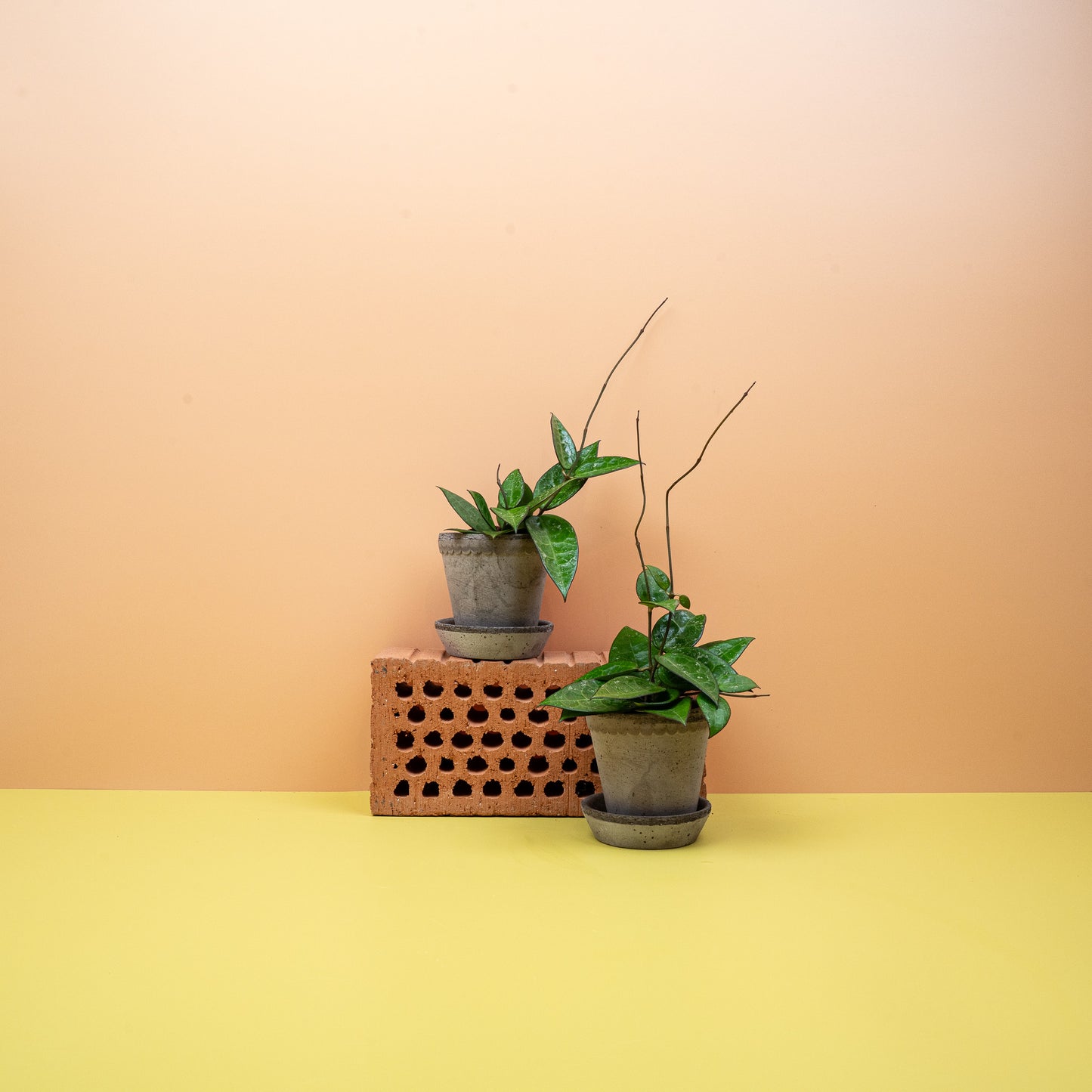 HOYA PARASITICA BLACK EDGE online bestellen bei potflourri