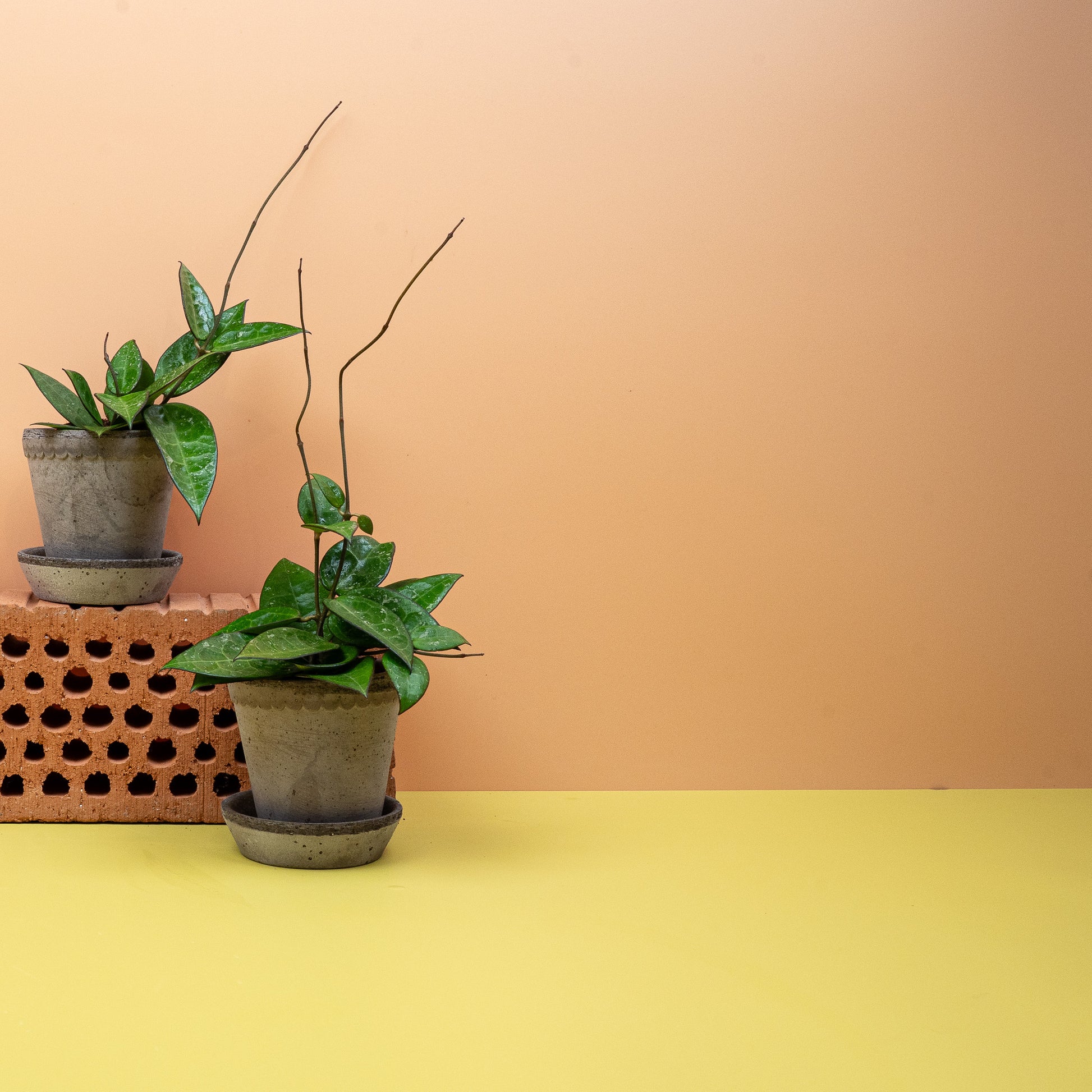 HOYA PARASITICA BLACK EDGE online bestellen bei potflourri