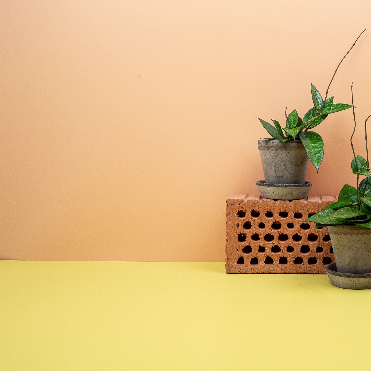 HOYA PARASITICA BLACK EDGE online bestellen bei potflourri