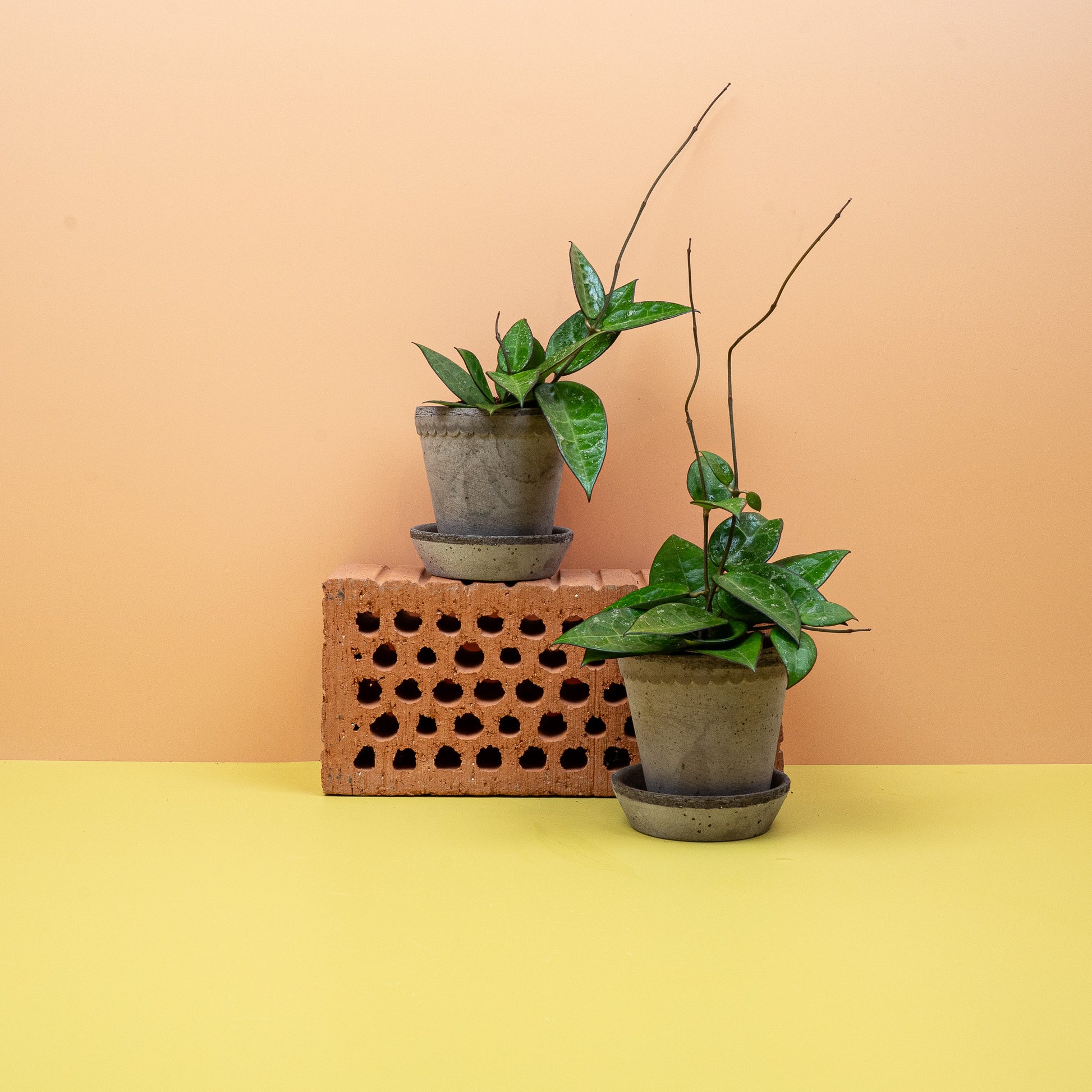 HOYA PARASITICA BLACK EDGE online bestellen bei potflourri