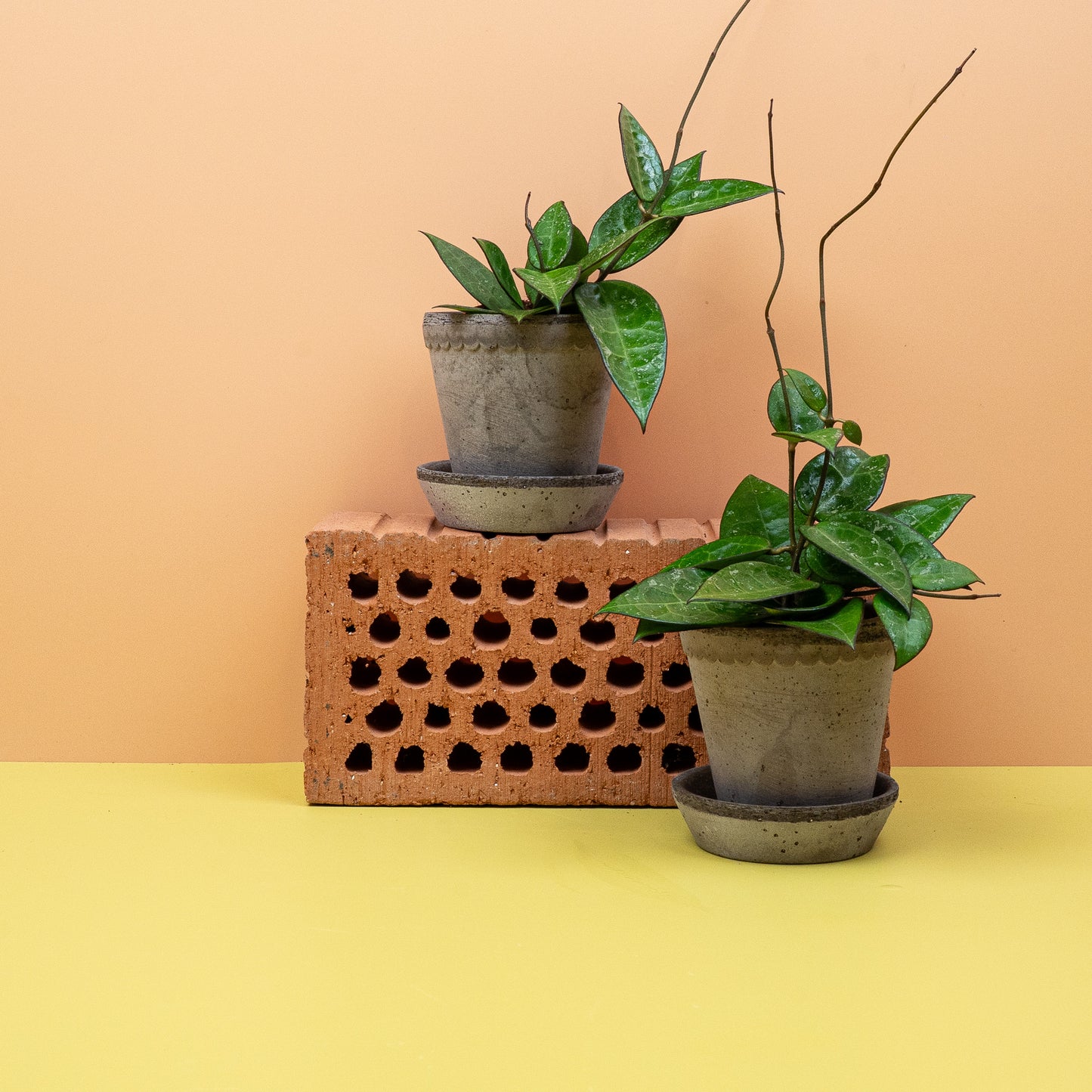 HOYA PARASITICA BLACK EDGE online bestellen bei potflourri