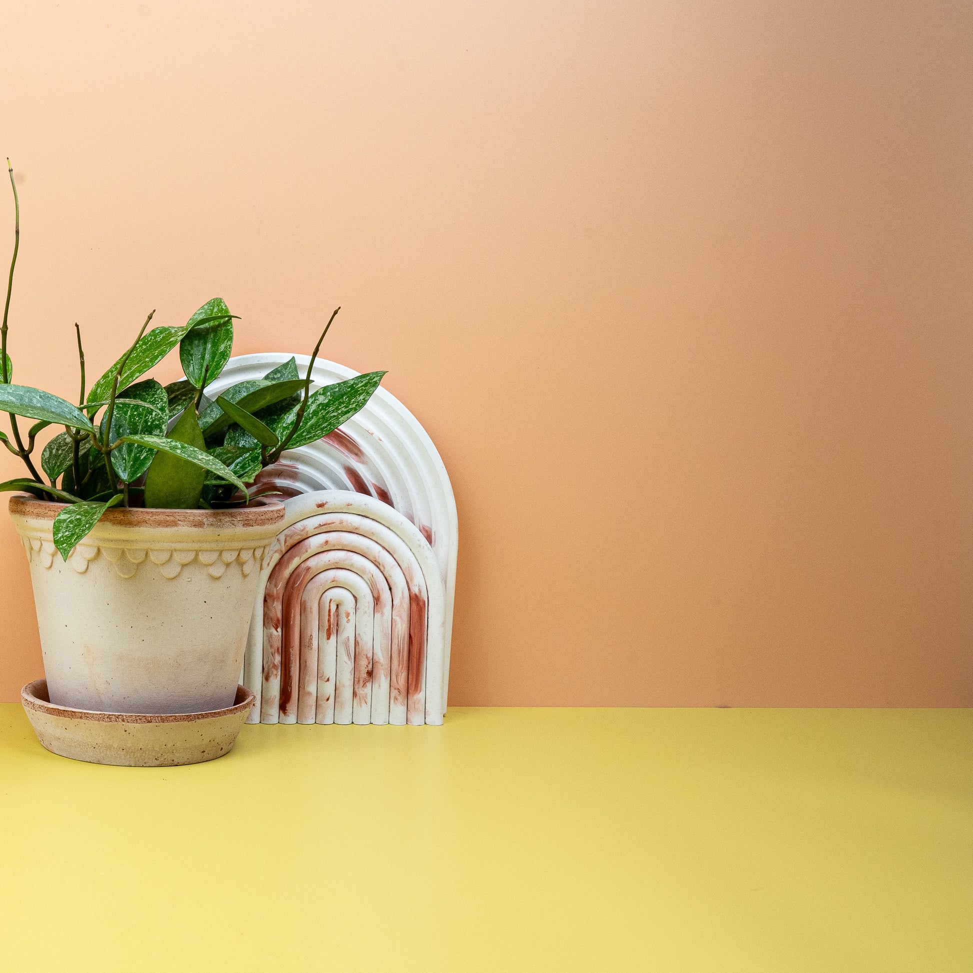 HOYA RANGSAN online bestellen bei potflourri