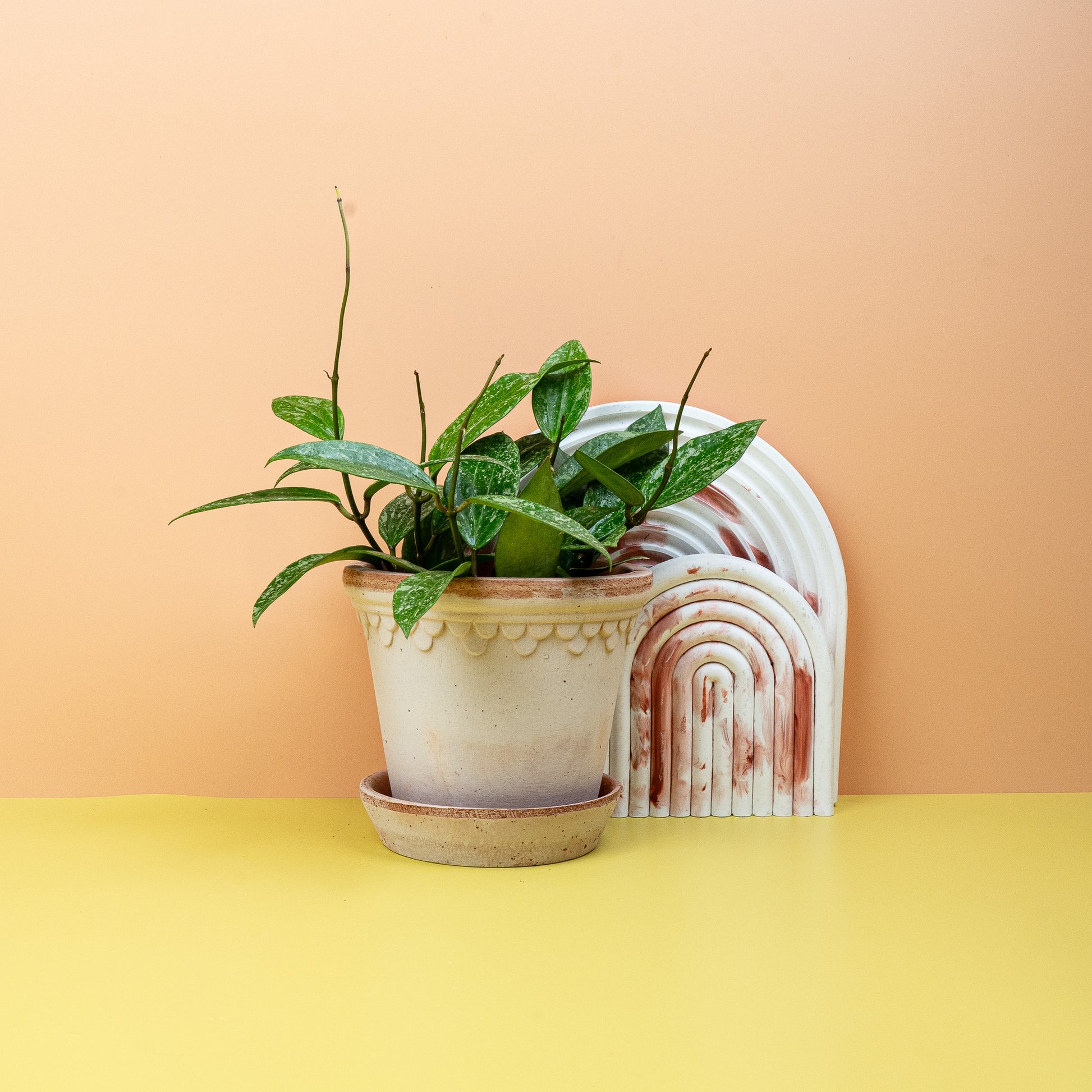 HOYA RANGSAN online bestellen bei potflourri