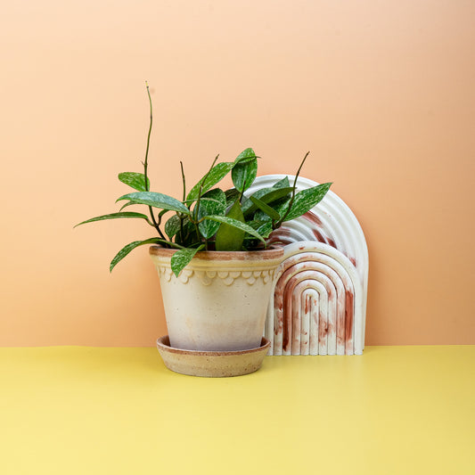 HOYA RANGSAN online bestellen bei potflourri