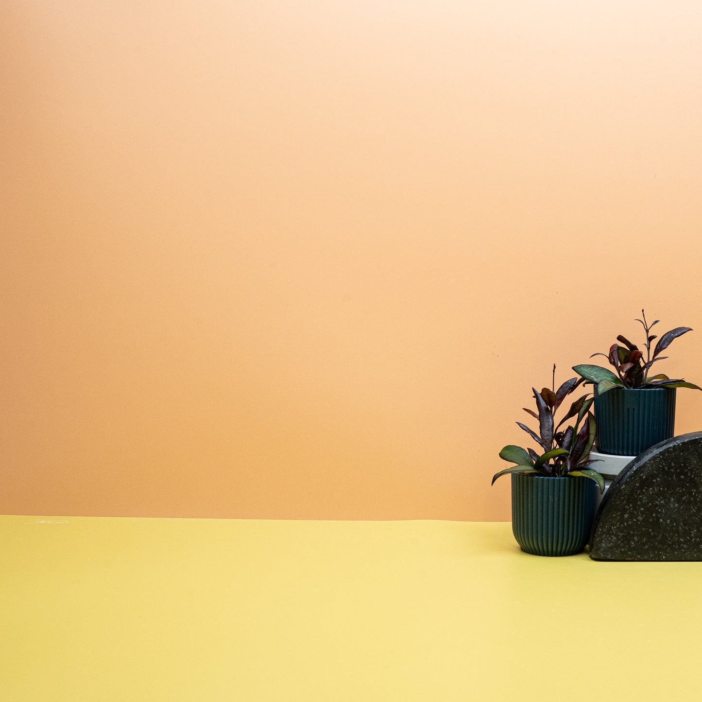 HOYA RED MAROON online bestellen bei potflourri