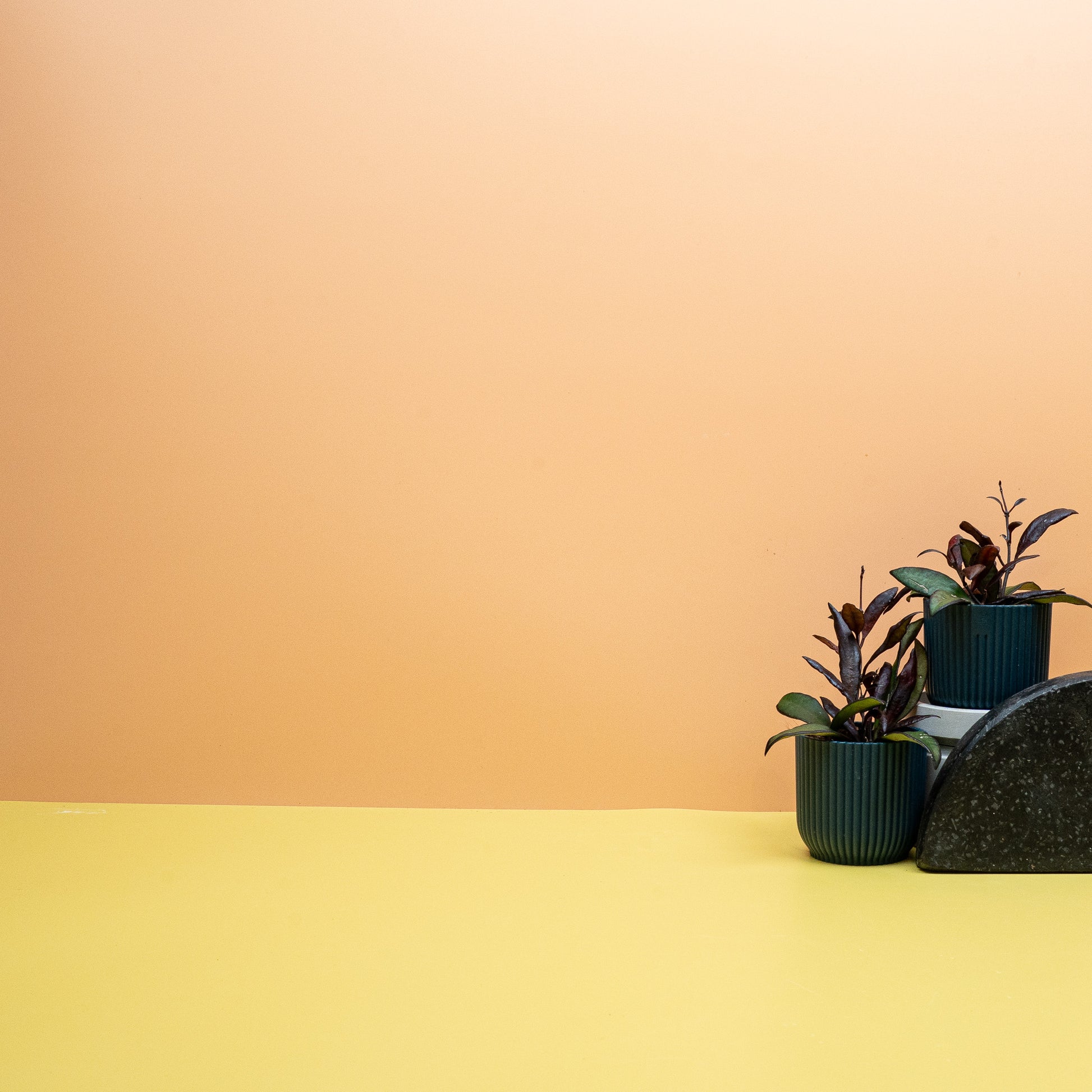 HOYA RED MAROON online bestellen bei potflourri