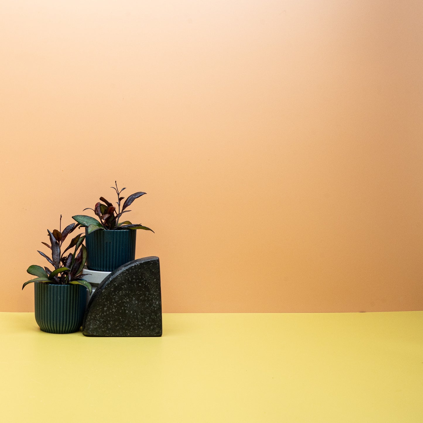 HOYA RED MAROON online bestellen bei potflourri