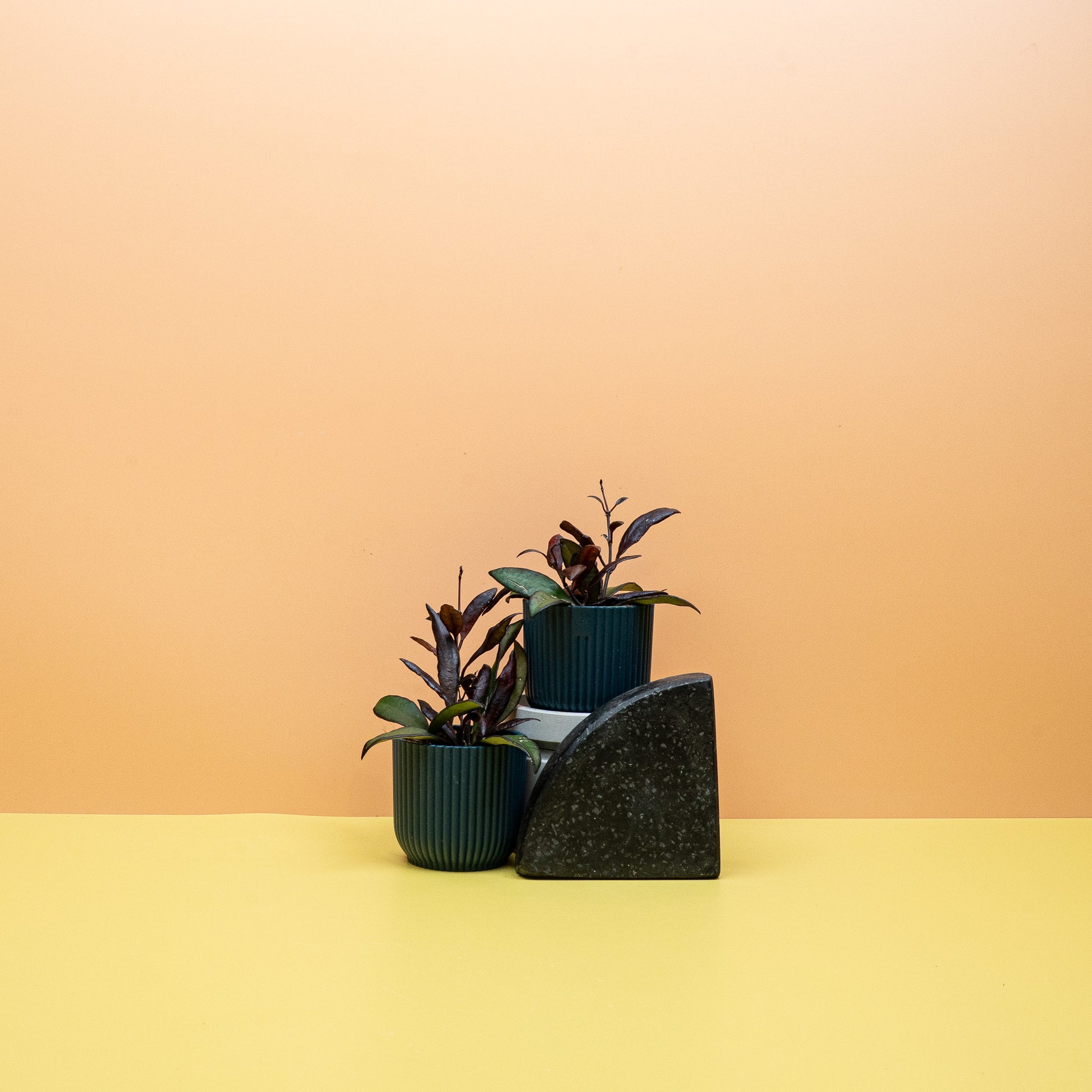 HOYA RED MAROON online bestellen bei potflourri