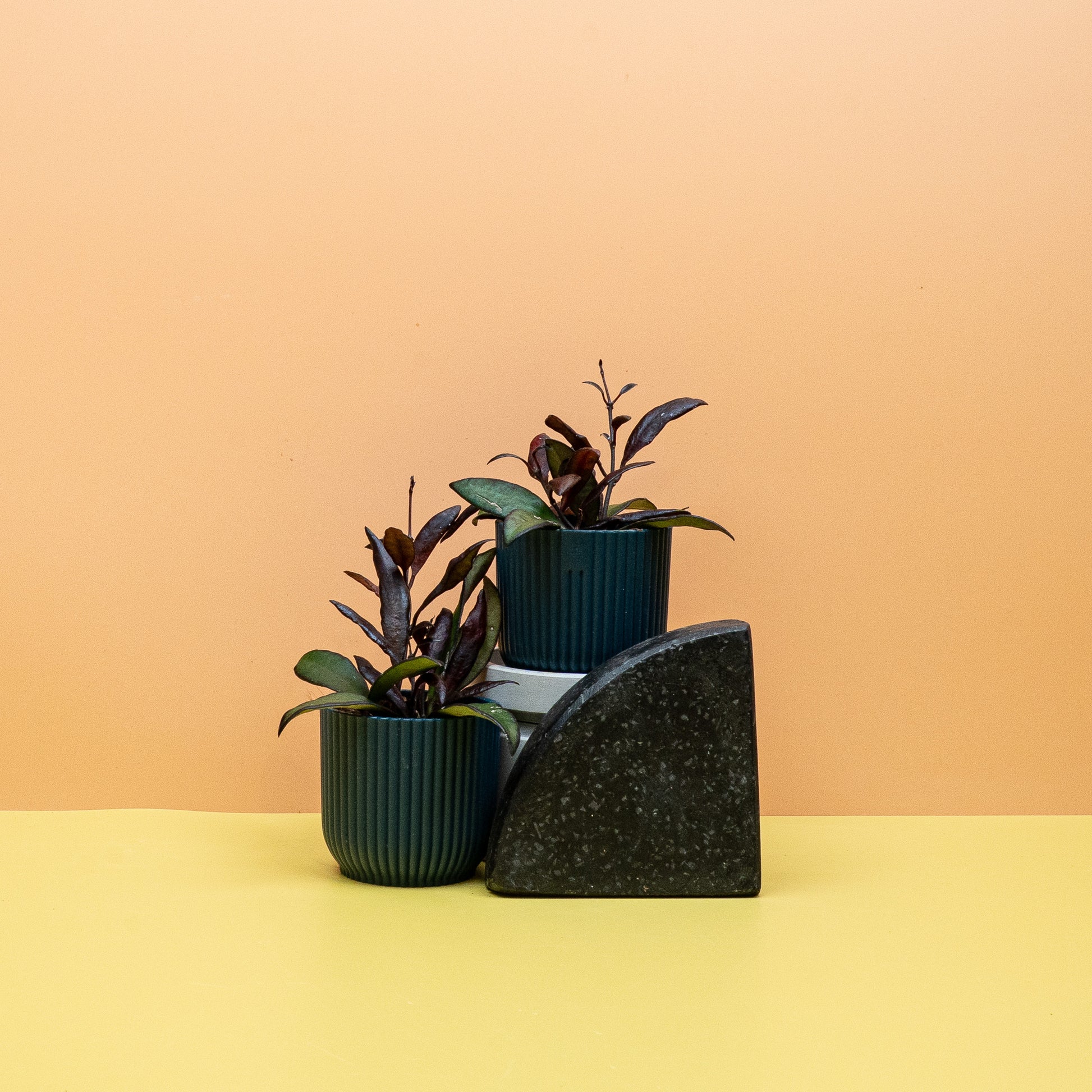 HOYA RED MAROON online bestellen bei potflourri