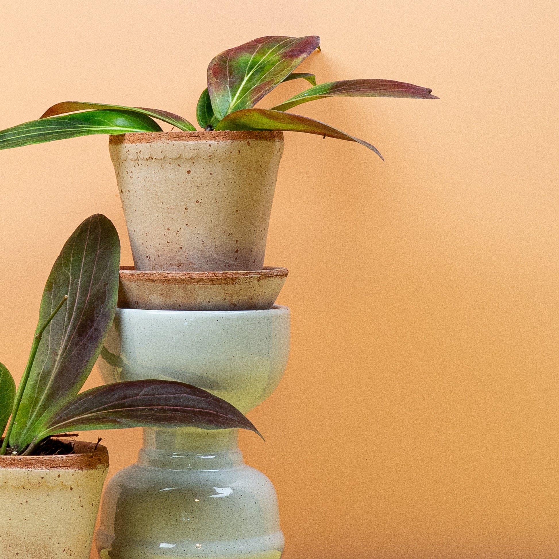 HOYA SOLIGAMIANA online bestellen bei potflourri