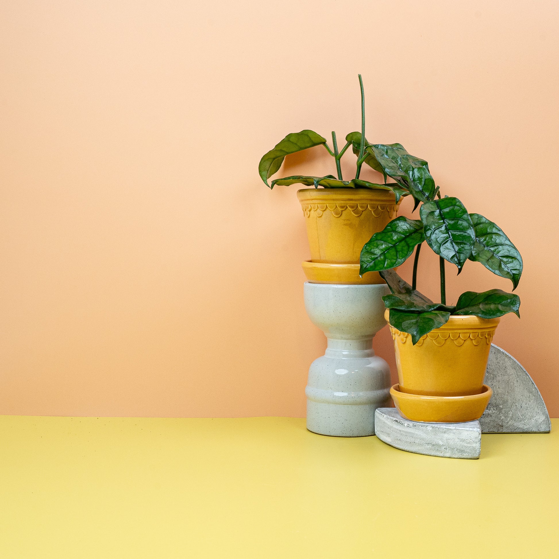 HOYA VILOSA online bestellen bei potflourri