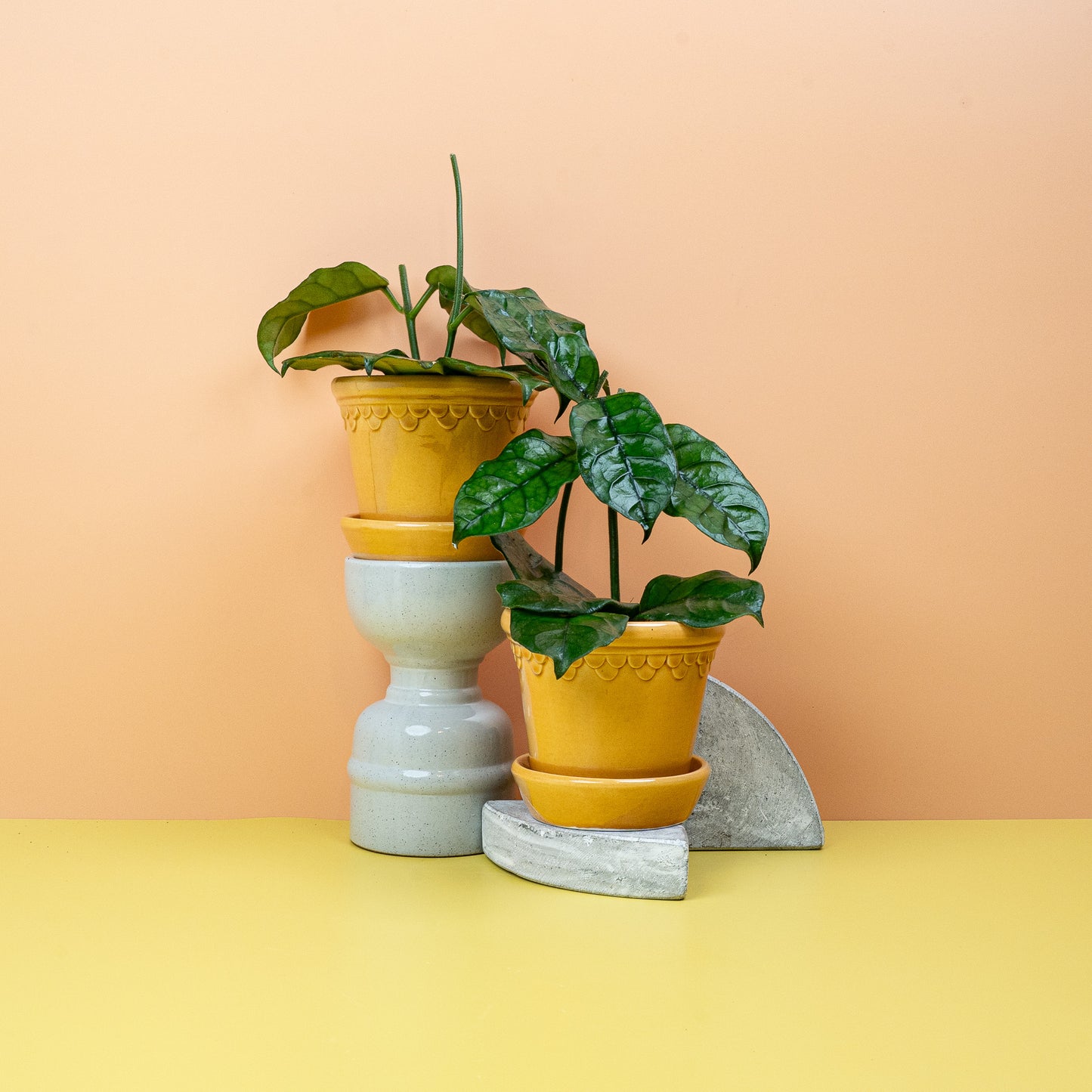 HOYA VILOSA online bestellen bei potflourri