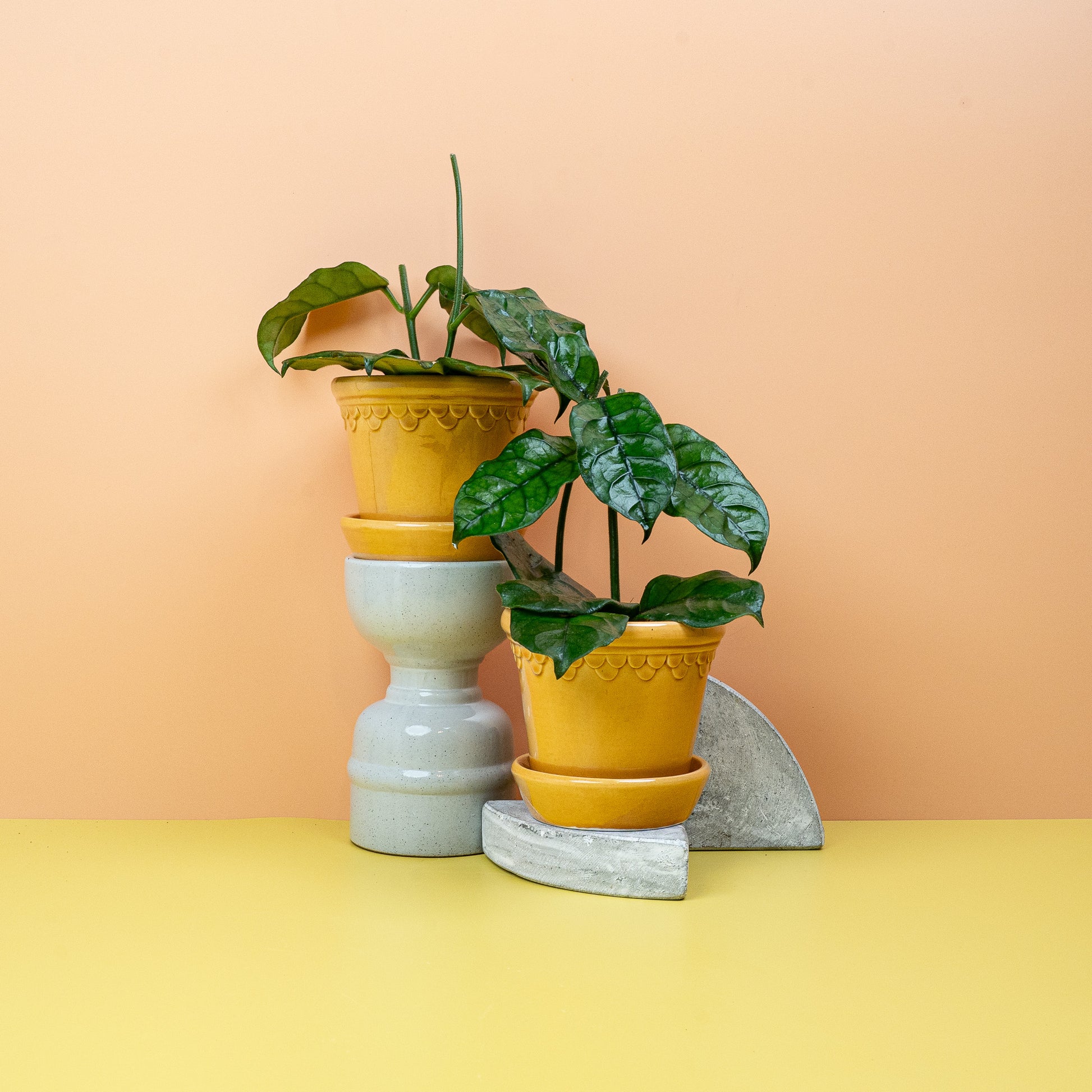 HOYA VILOSA online bestellen bei potflourri