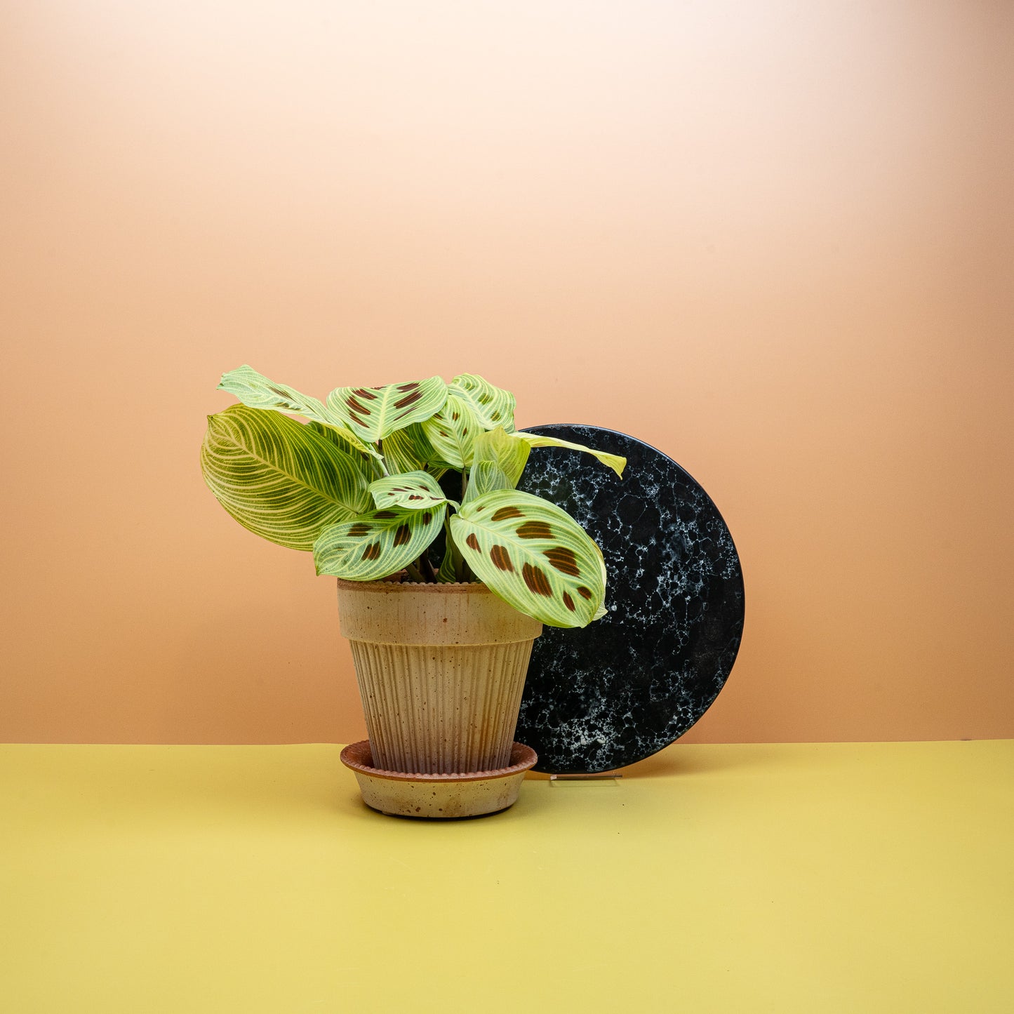 MARANTA GOLDEN VEINS online bestellen bei potflourri