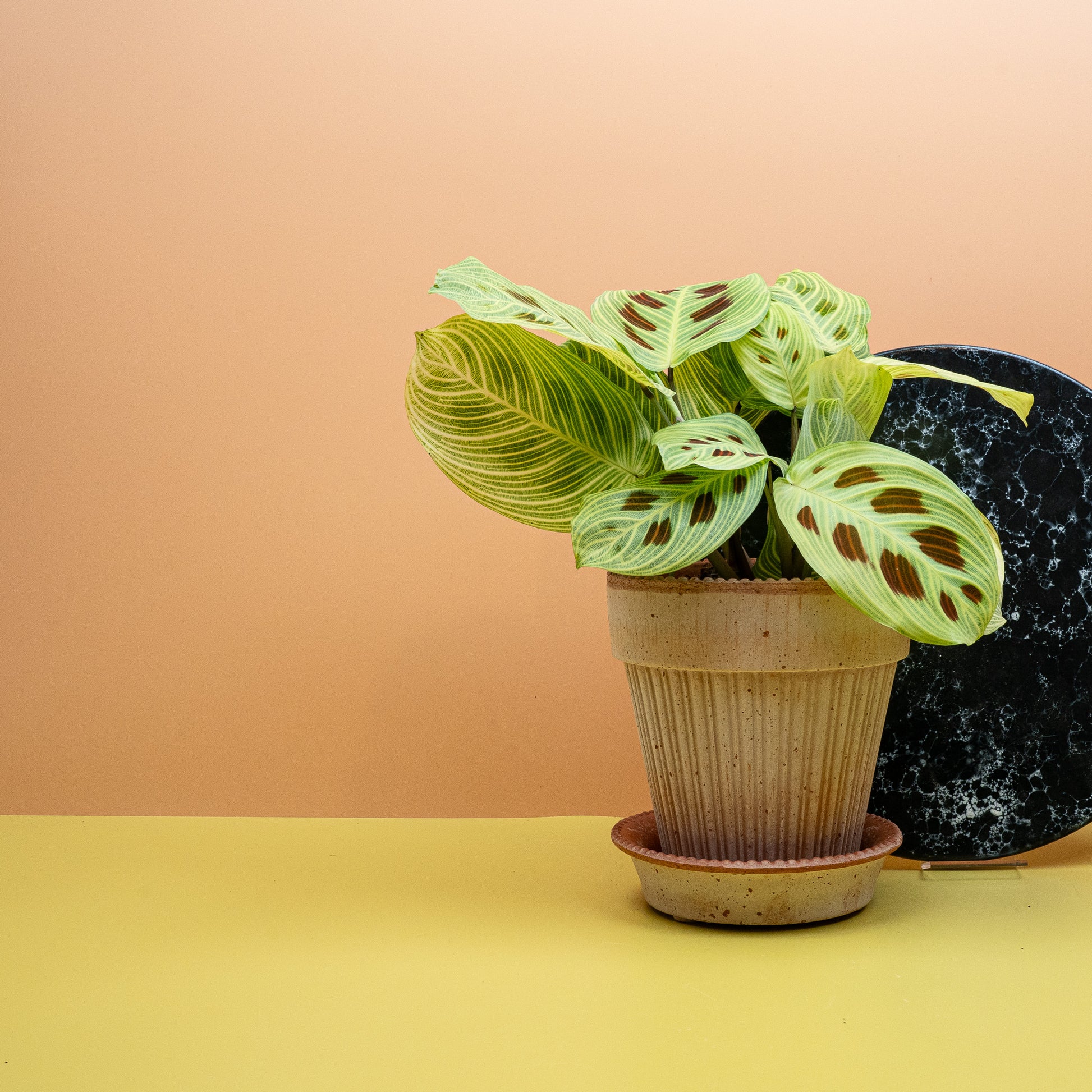 MARANTA GOLDEN VEINS online bestellen bei potflourri