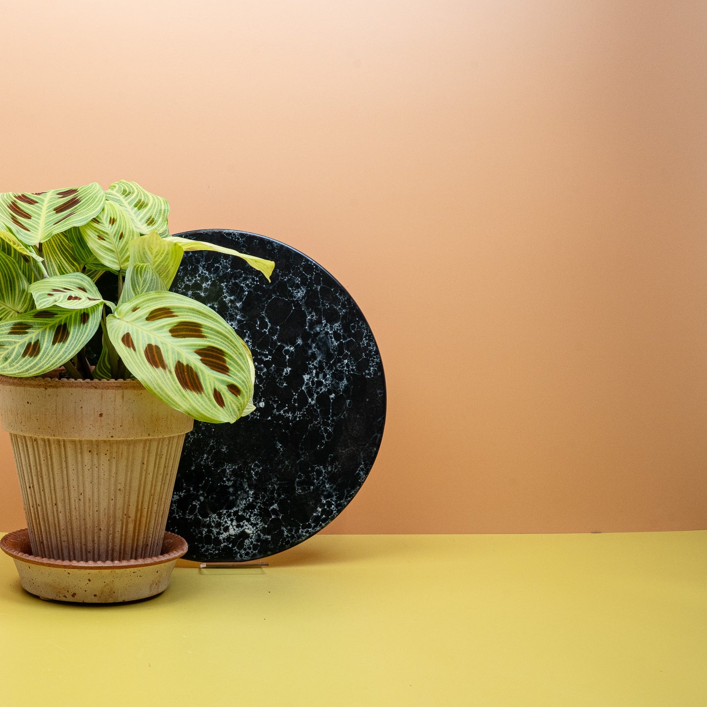 MARANTA GOLDEN VEINS online bestellen bei potflourri