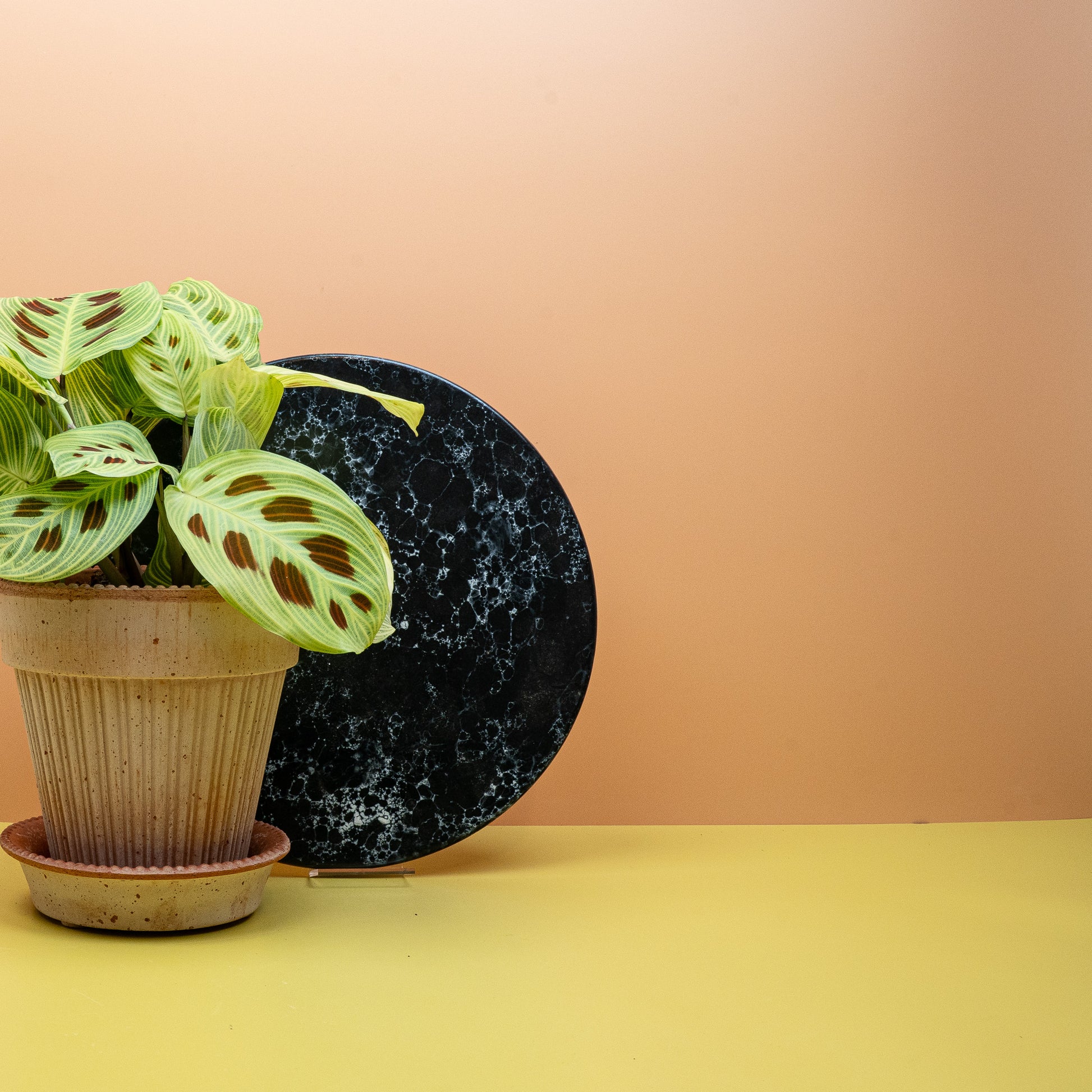 MARANTA GOLDEN VEINS online bestellen bei potflourri