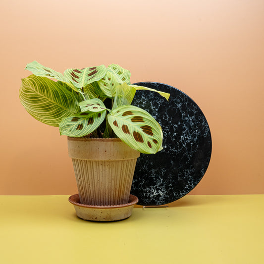 MARANTA GOLDEN VEINS online bestellen bei potflourri