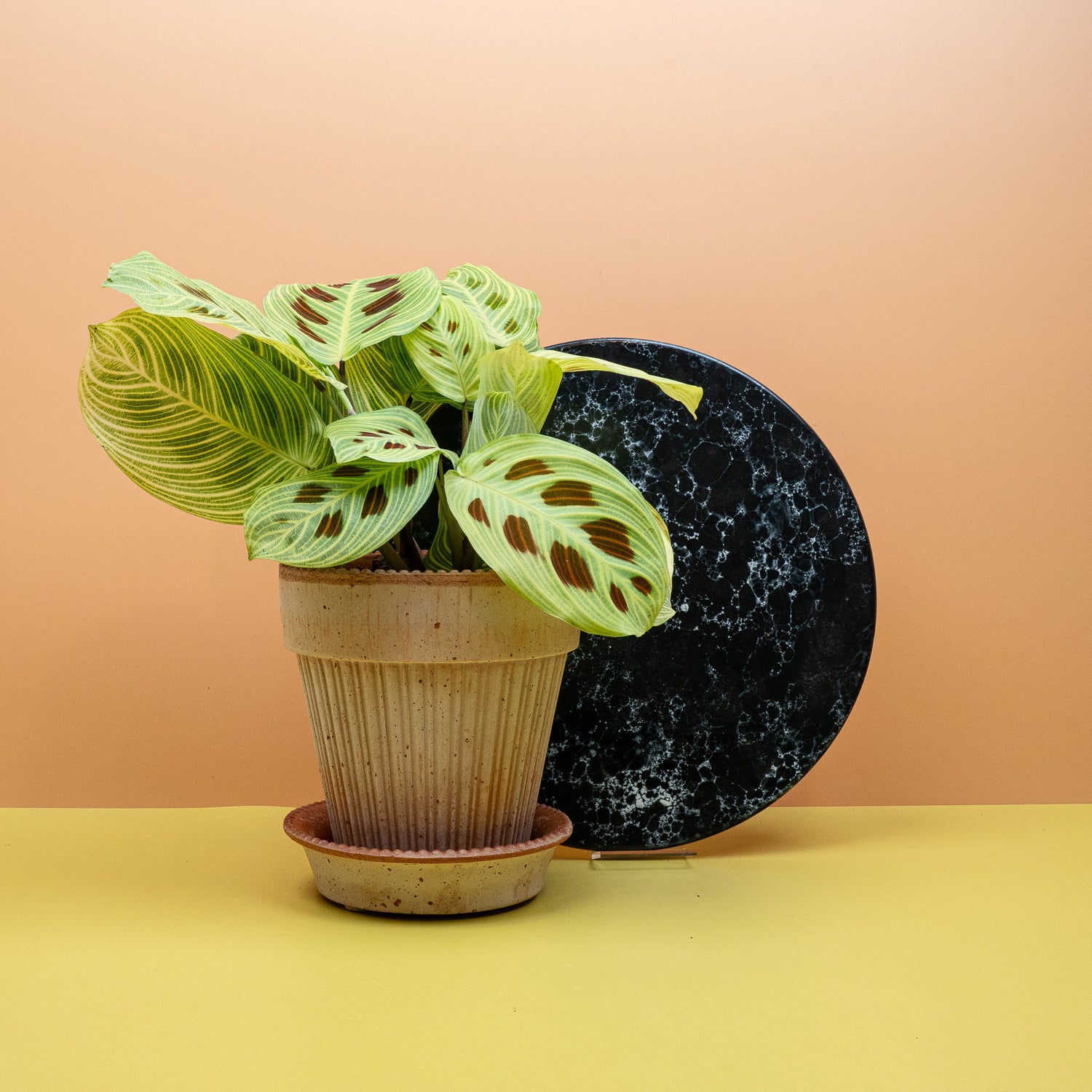 Maranta - Maranta Zimmerpflanze mit dekorativen Blättern