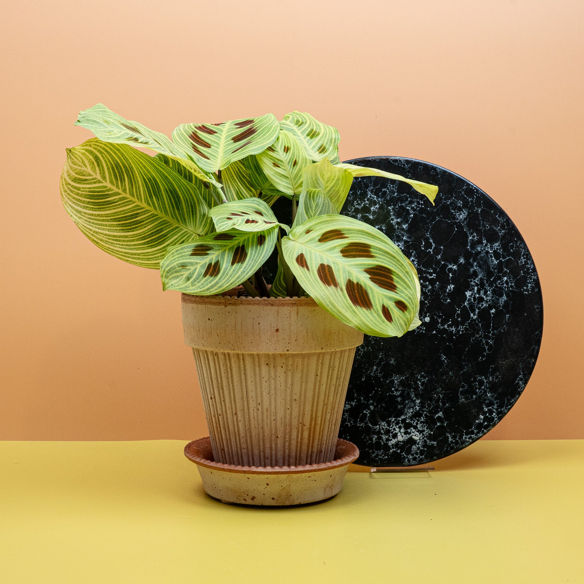 MARANTA GOLDEN VEINS online bestellen bei potflourri