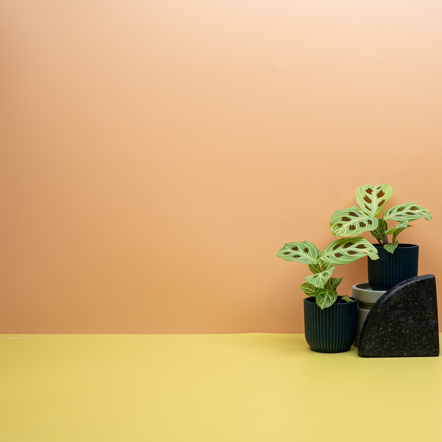 MARANTA GOLDEN VEINS online bestellen bei potflourri