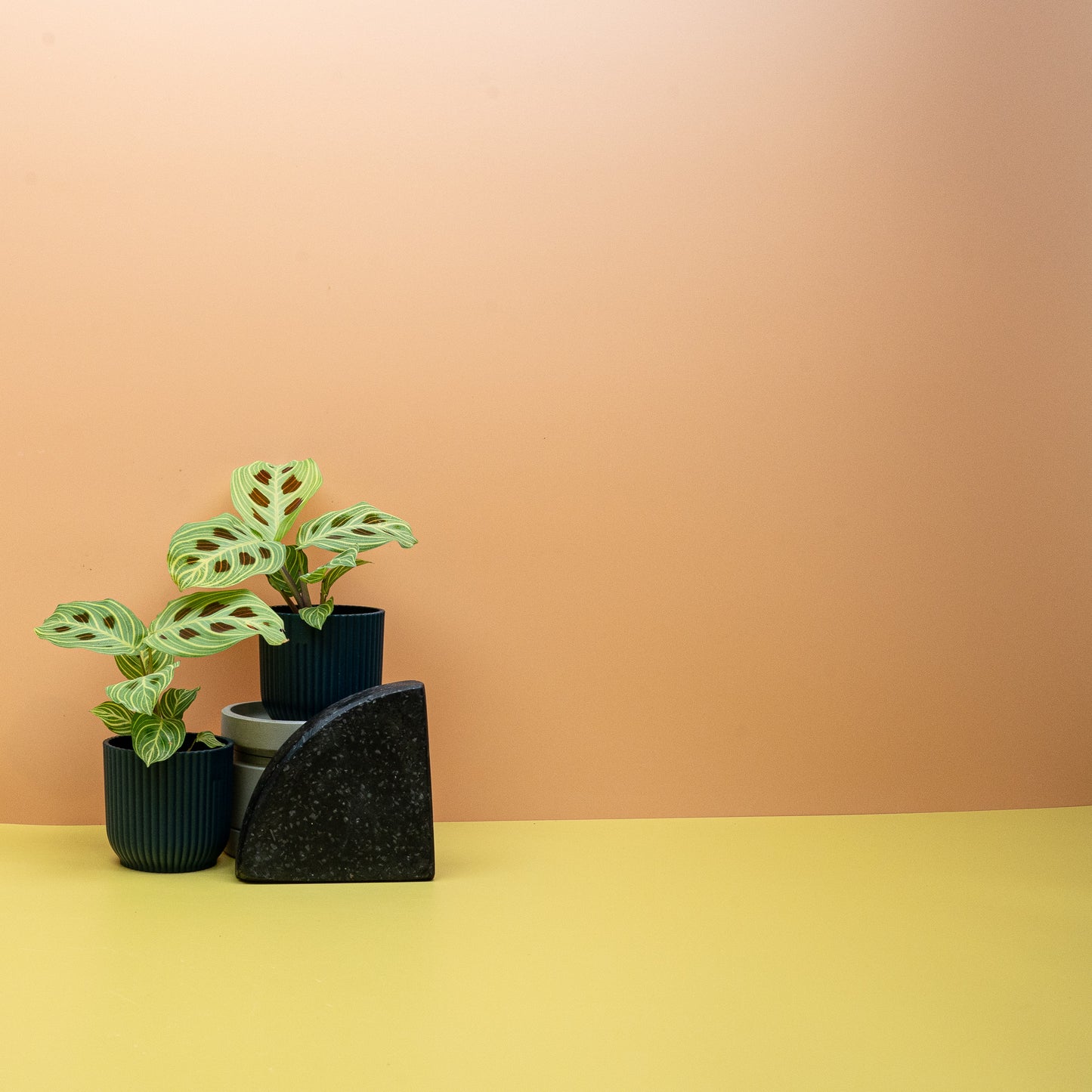 MARANTA GOLDEN VEINS online bestellen bei potflourri