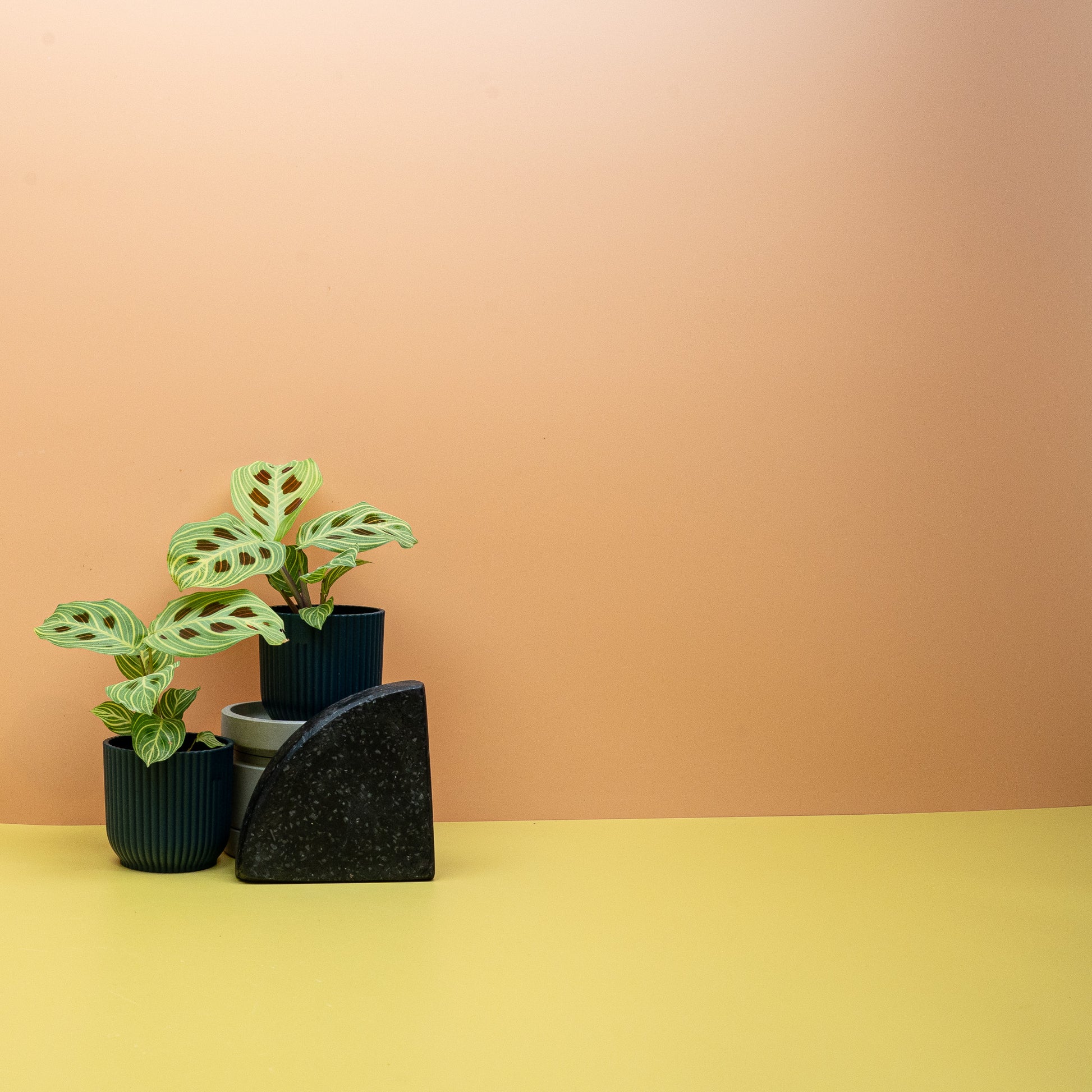 MARANTA GOLDEN VEINS online bestellen bei potflourri