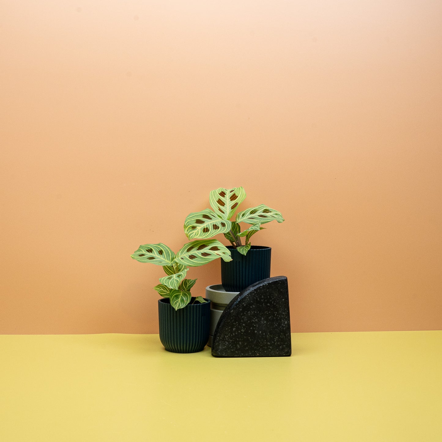 MARANTA GOLDEN VEINS online bestellen bei potflourri