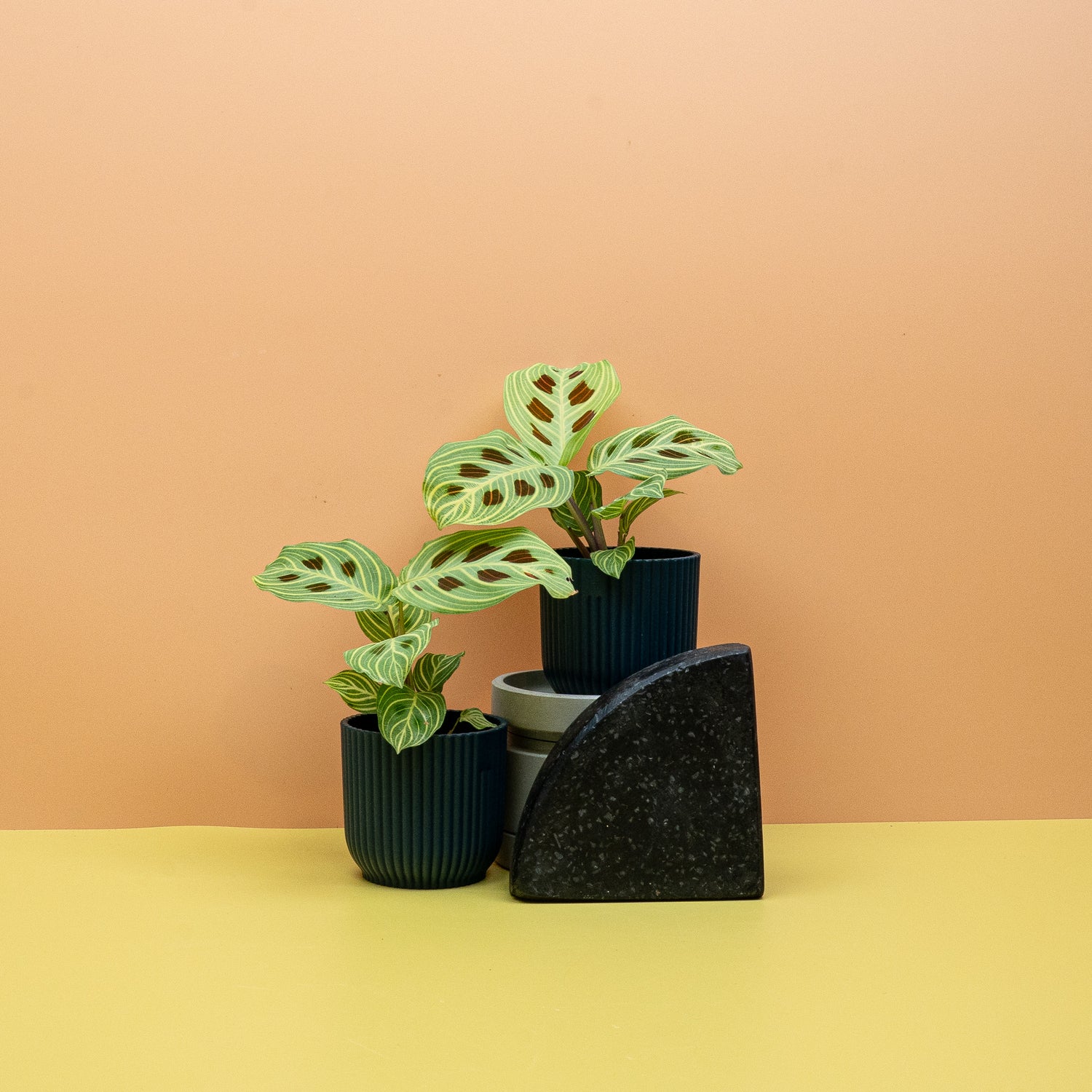 Maranta - Maranta in dekorativem Übertopf