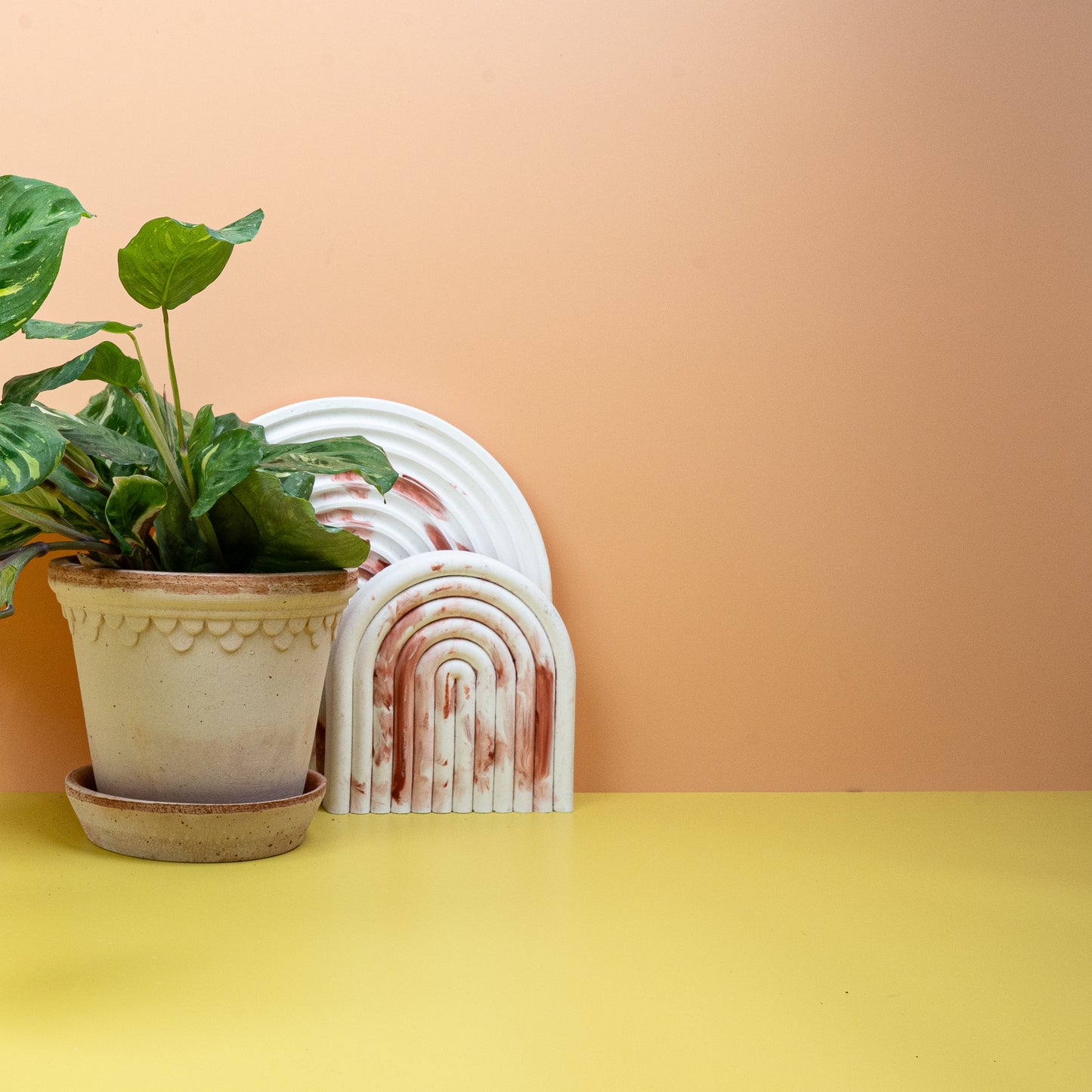 MARANTA KERCHOVEANA VARIEGATA online bestellen bei potflourri