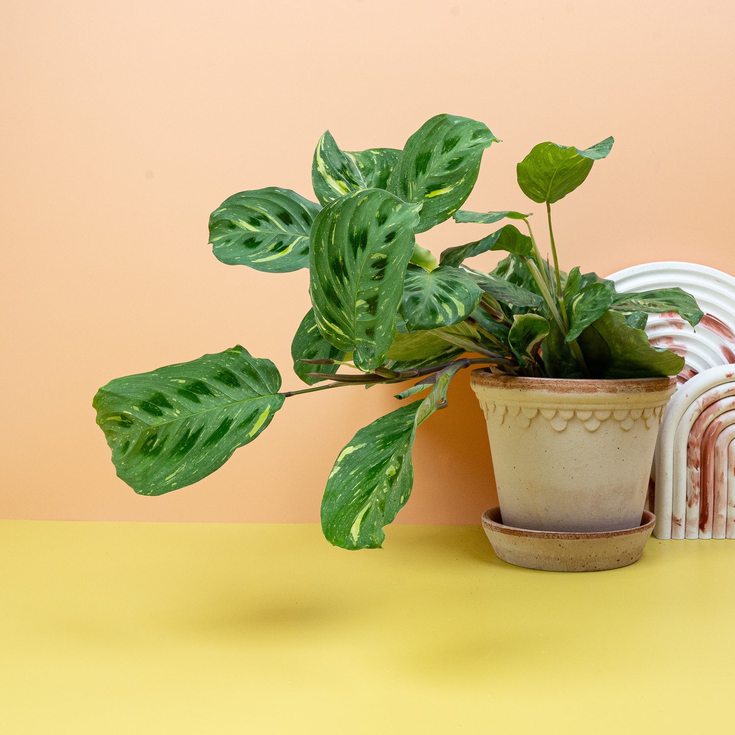 Maranta - Maranta Pflege an hellem Standort
