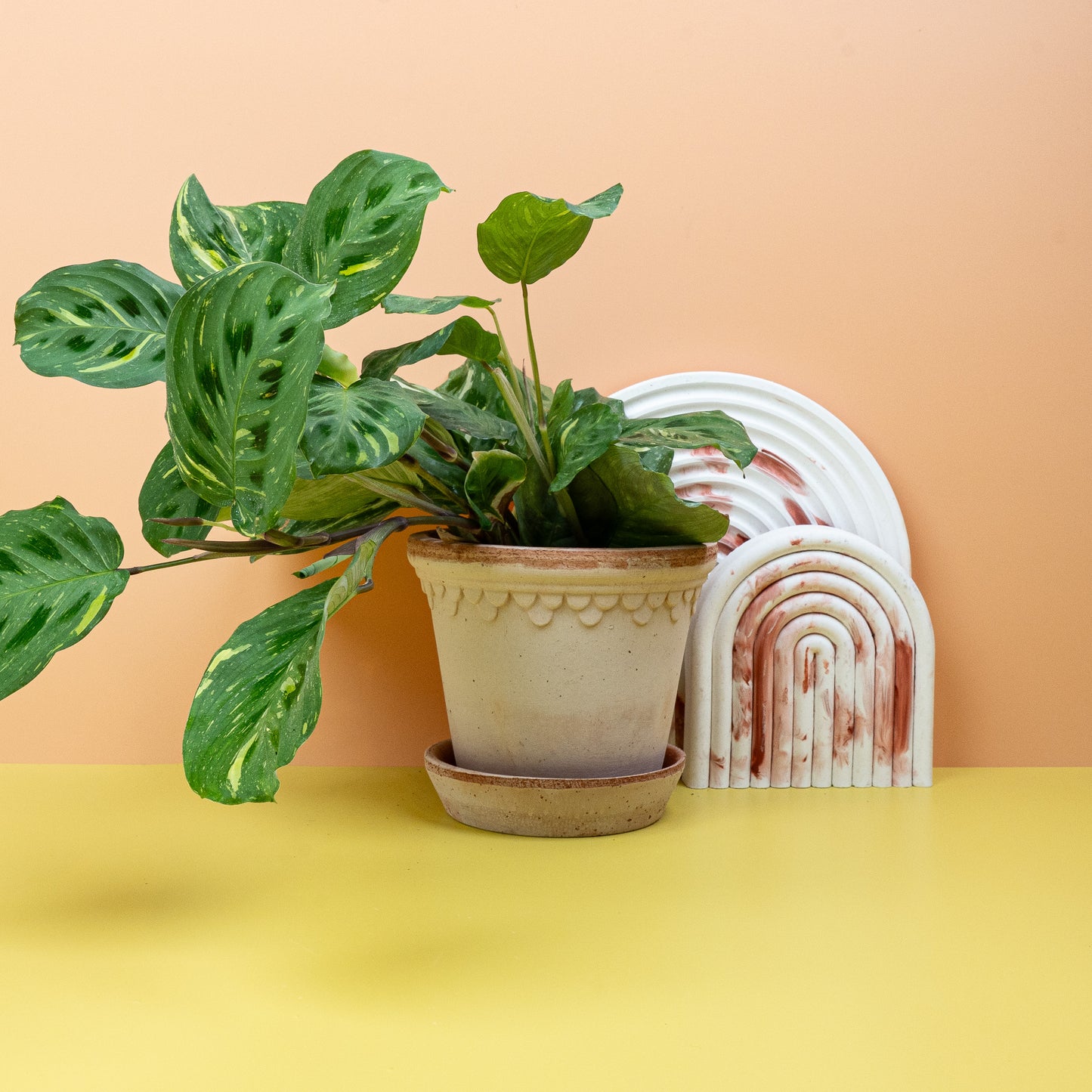 MARANTA KERCHOVEANA VARIEGATA online bestellen bei potflourri