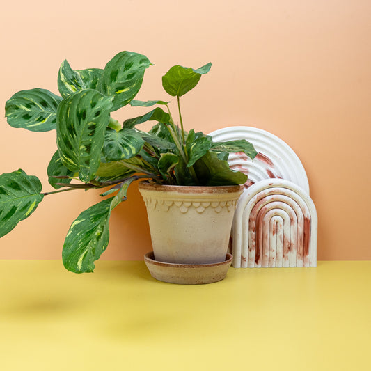MARANTA KERCHOVEANA VARIEGATA online bestellen bei potflourri