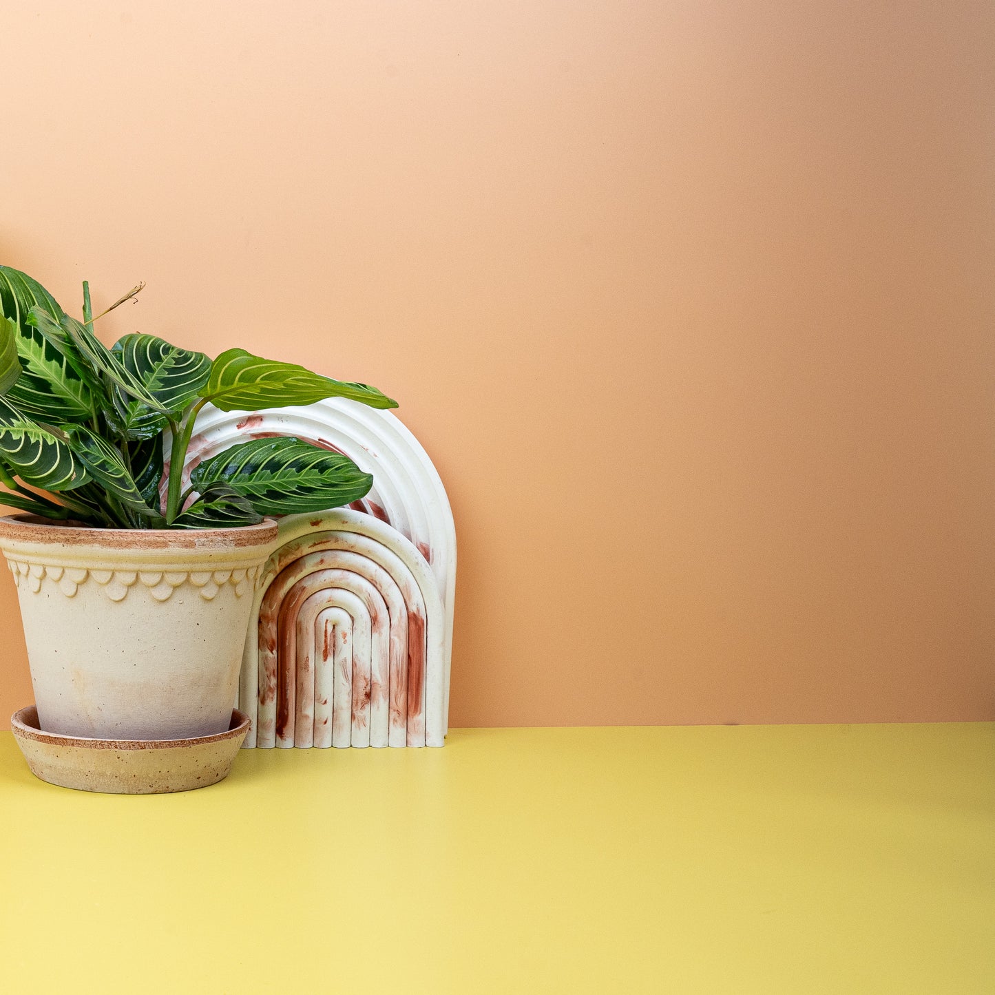 MARANTA LEMON LIME online bestellen bei potflourri