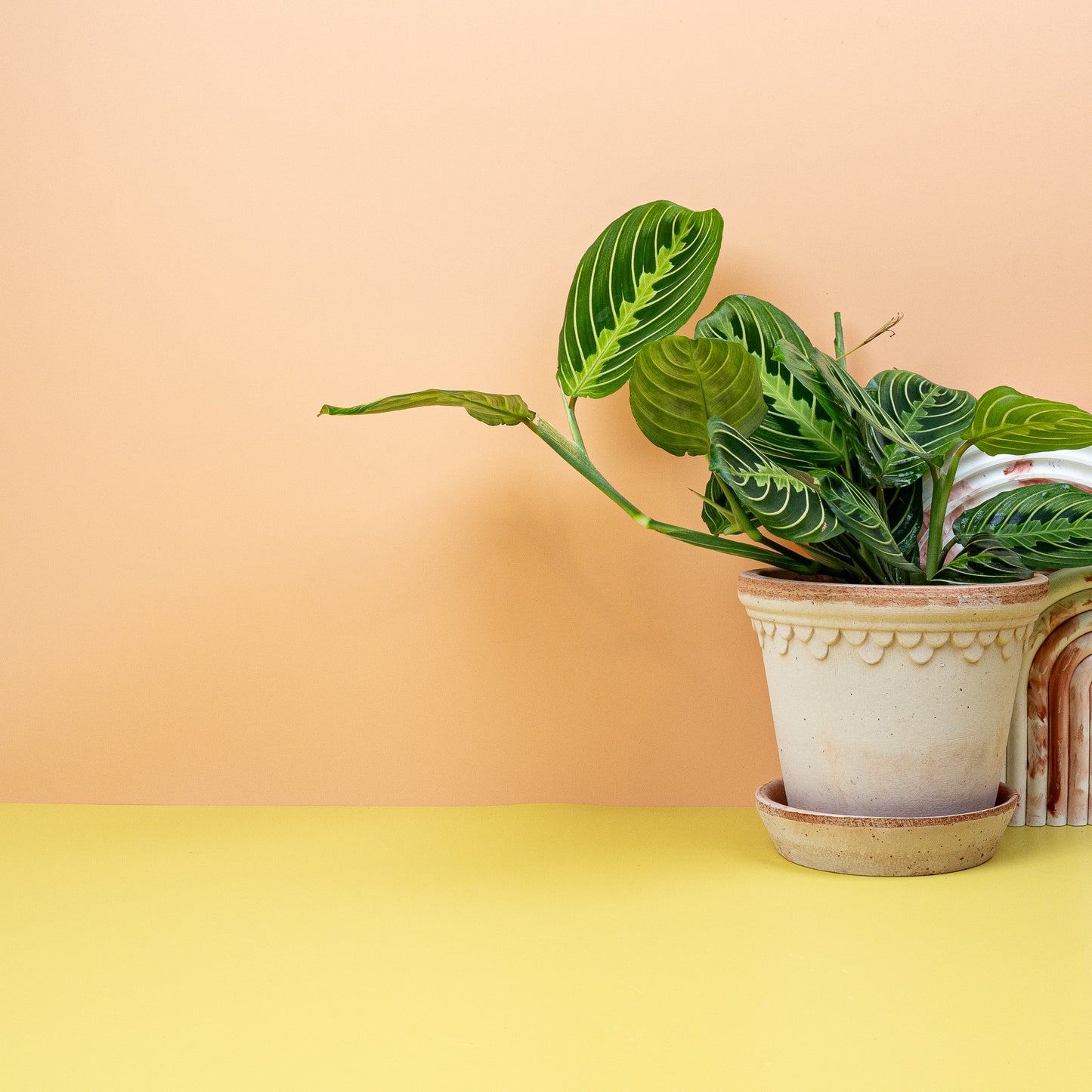 MARANTA LEMON LIME online bestellen bei potflourri