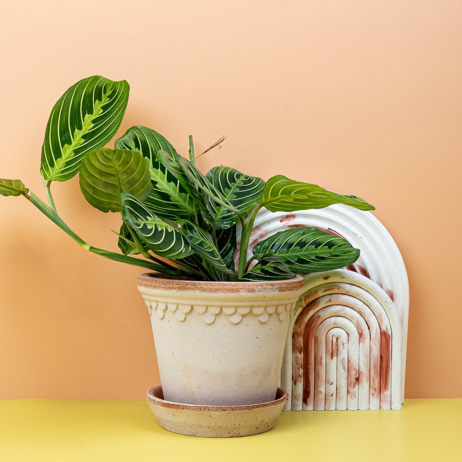 Maranta - Nahaufnahme der stark gemusterten Blätter einer Maranta, die sich im Abendlicht leicht nach oben falten