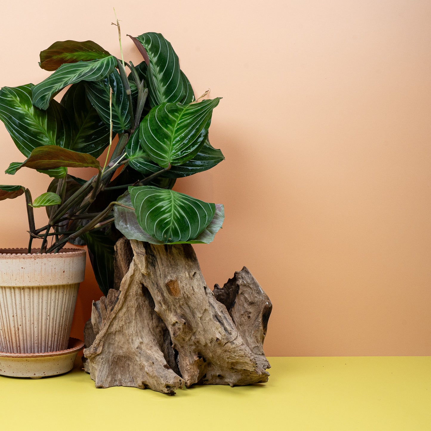 MARANTA SILVER BAND online bestellen bei potflourri