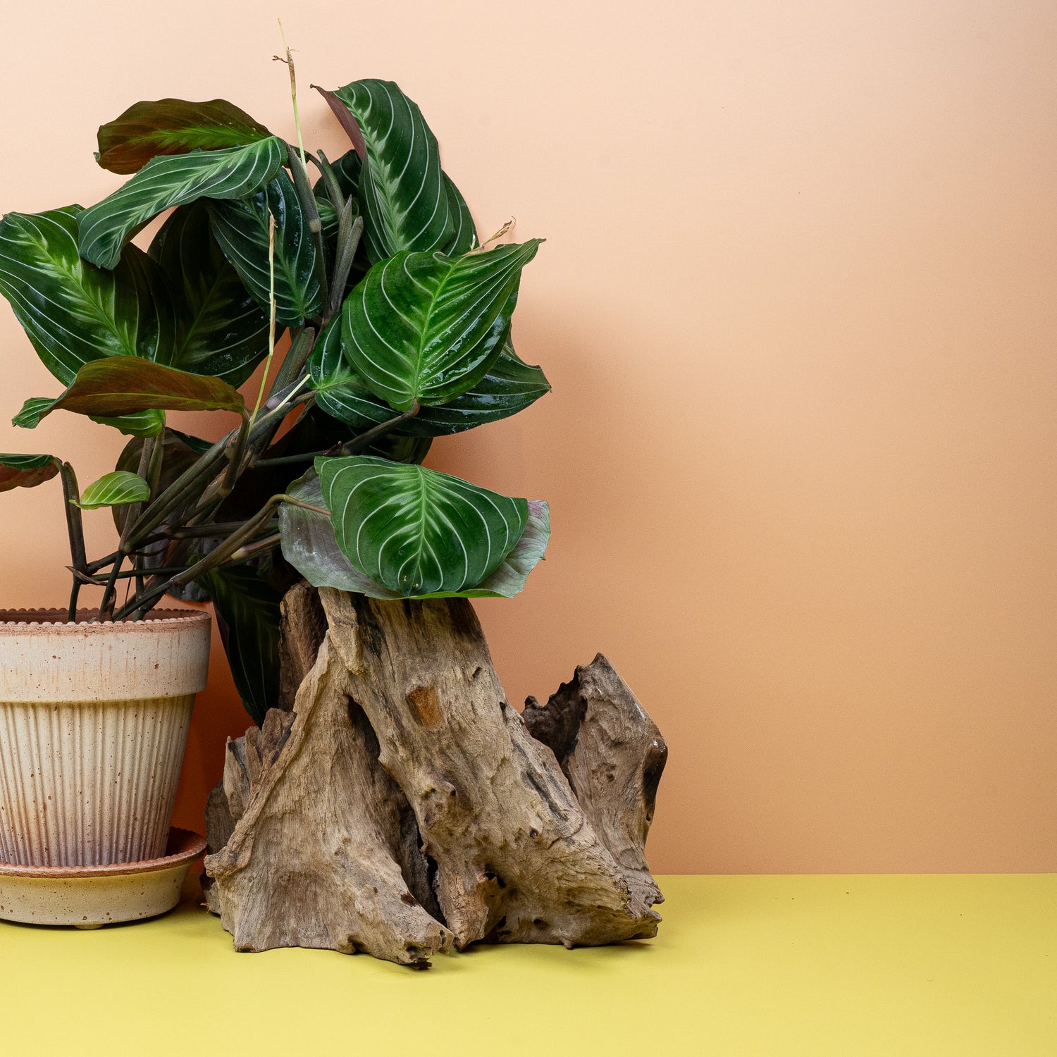 Maranta - Maranta als dekorative Zimmerpflanze für Zuhause