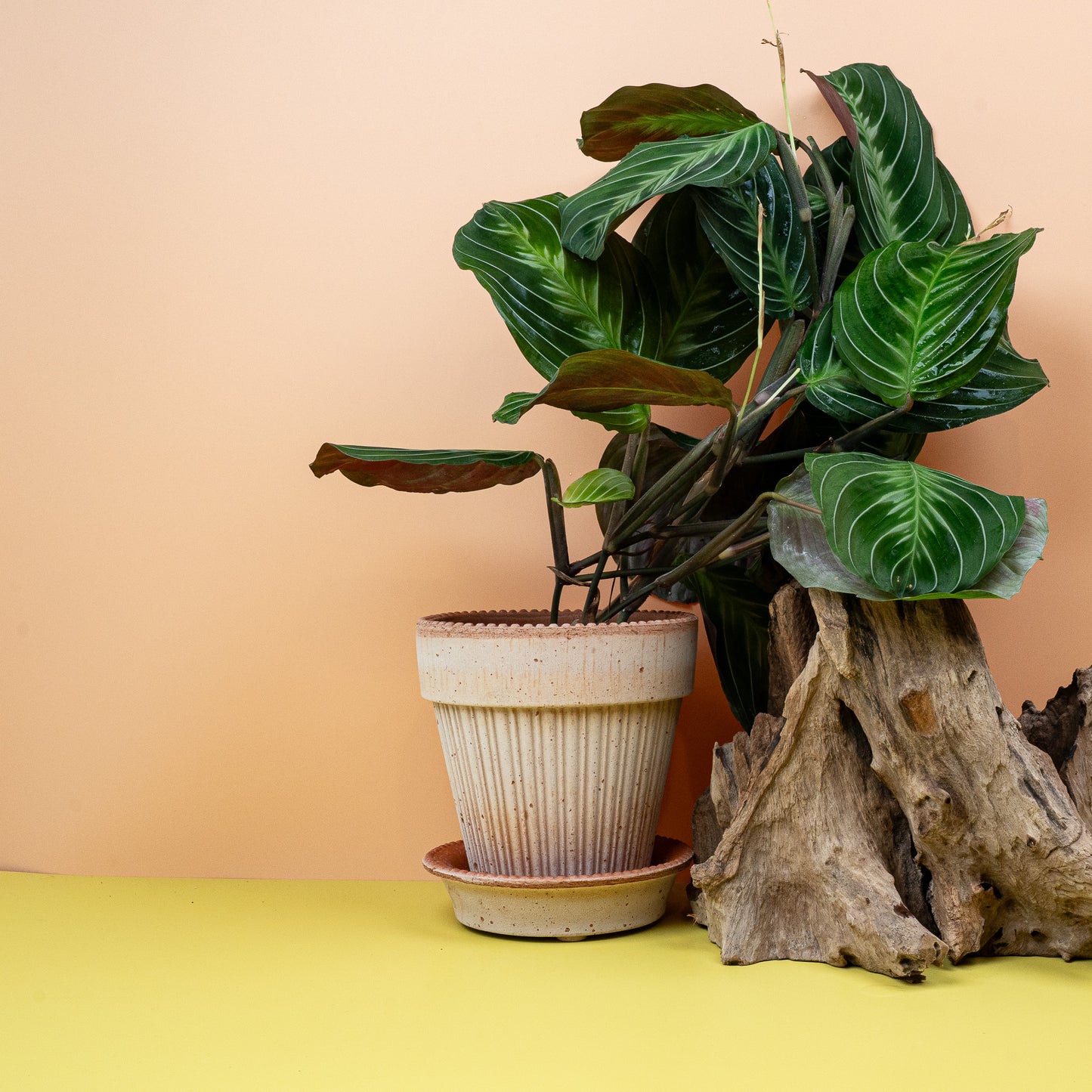 MARANTA SILVER BAND online bestellen bei potflourri