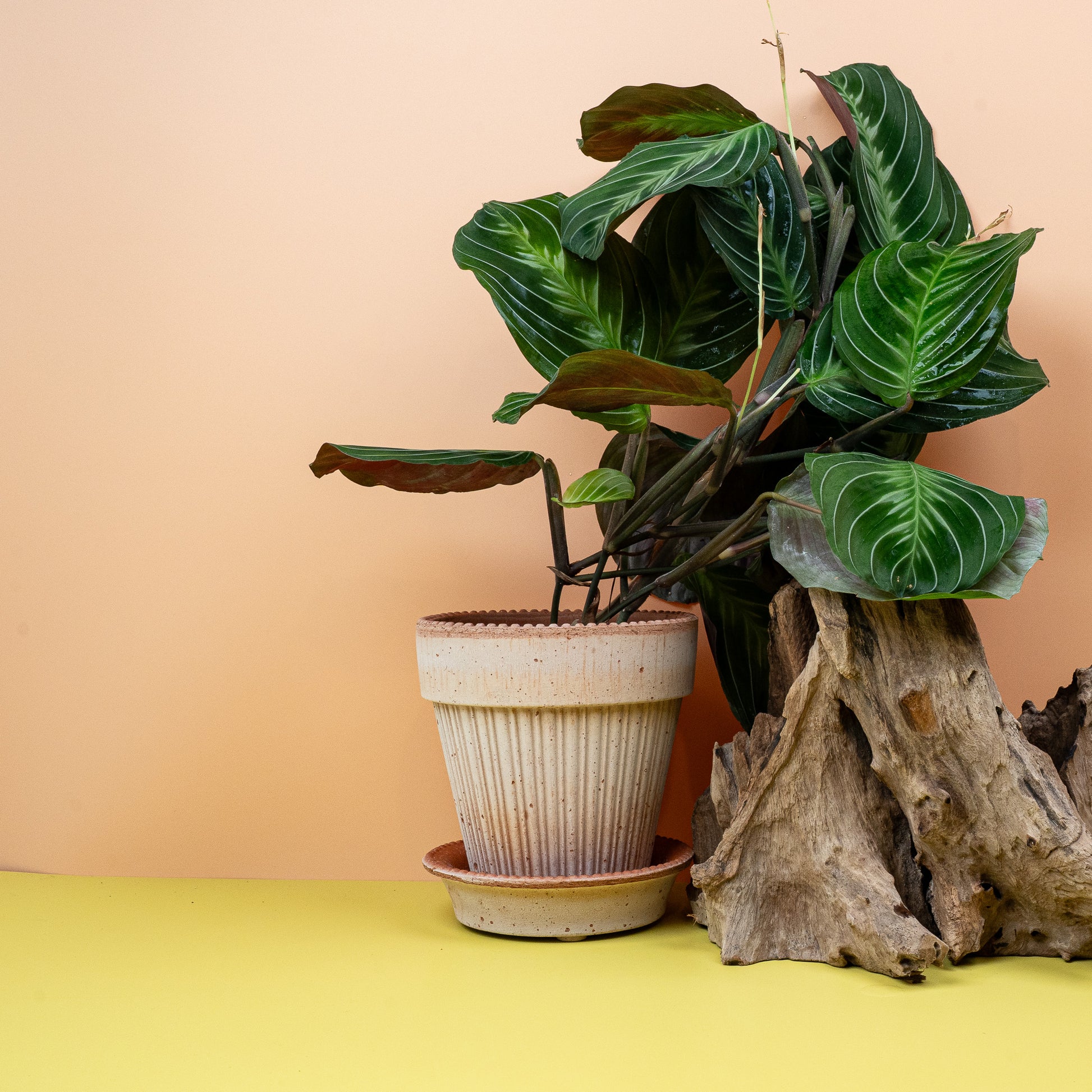 MARANTA SILVER BAND online bestellen bei potflourri