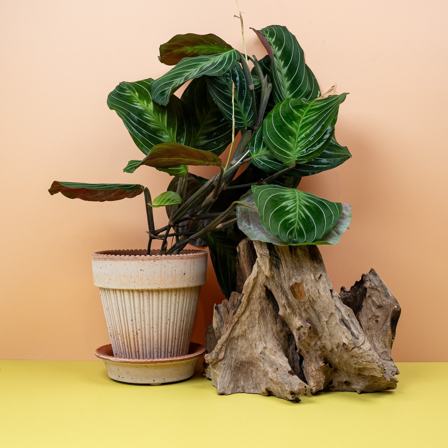 MARANTA SILVER BAND online bestellen bei potflourri