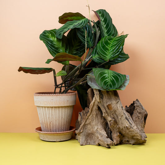 MARANTA SILVER BAND online bestellen bei potflourri
