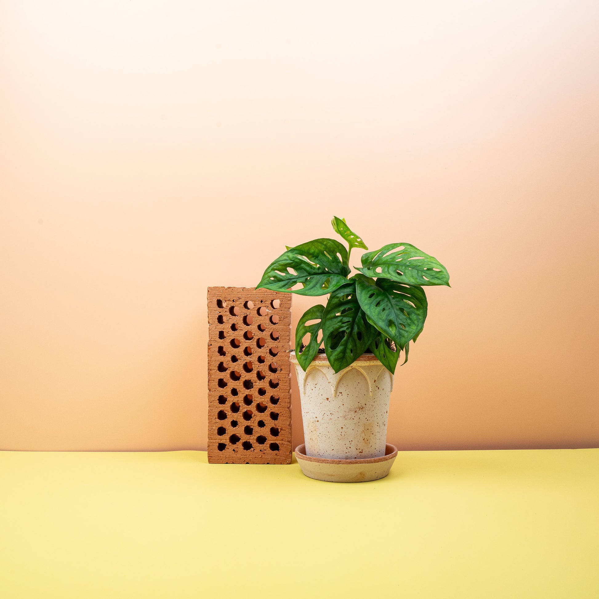 MONSTERA ADANSONII online bestellen bei potflourri