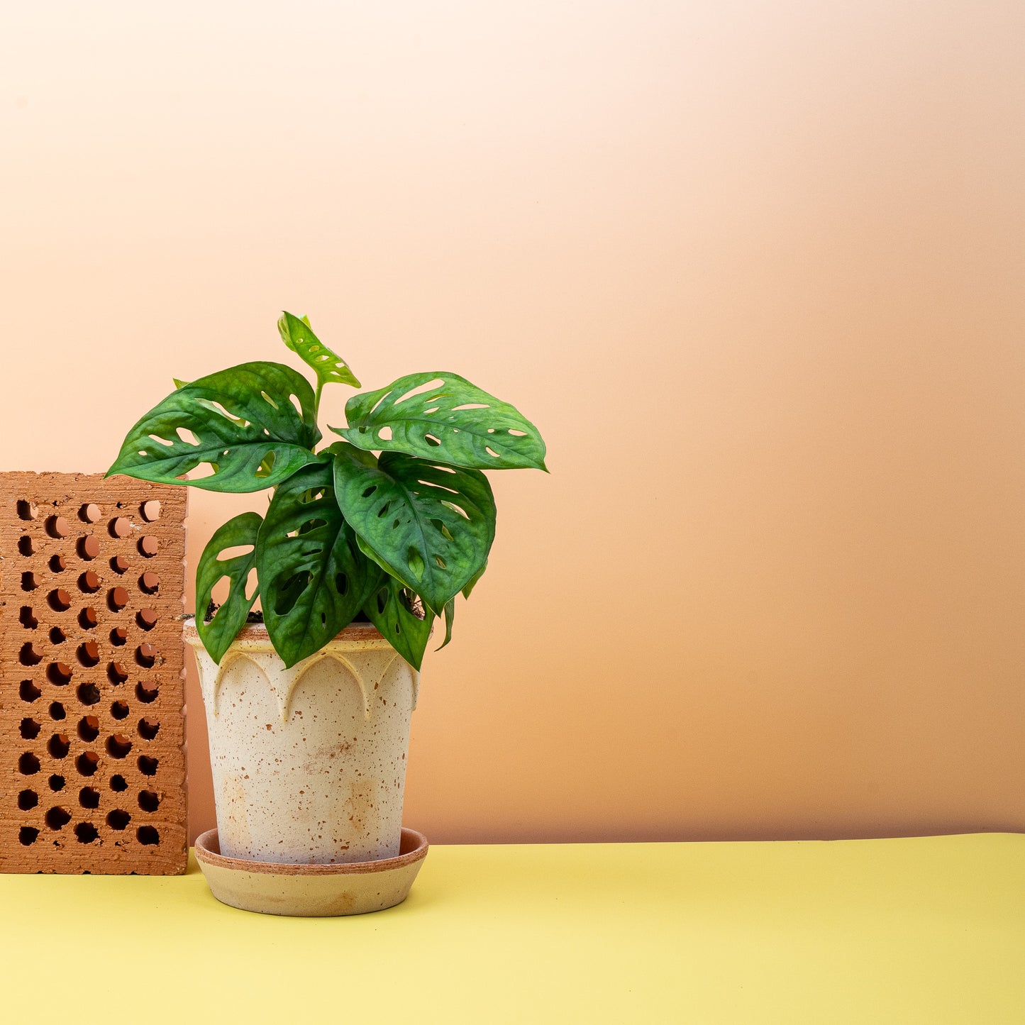 MONSTERA ADANSONII online bestellen bei potflourri