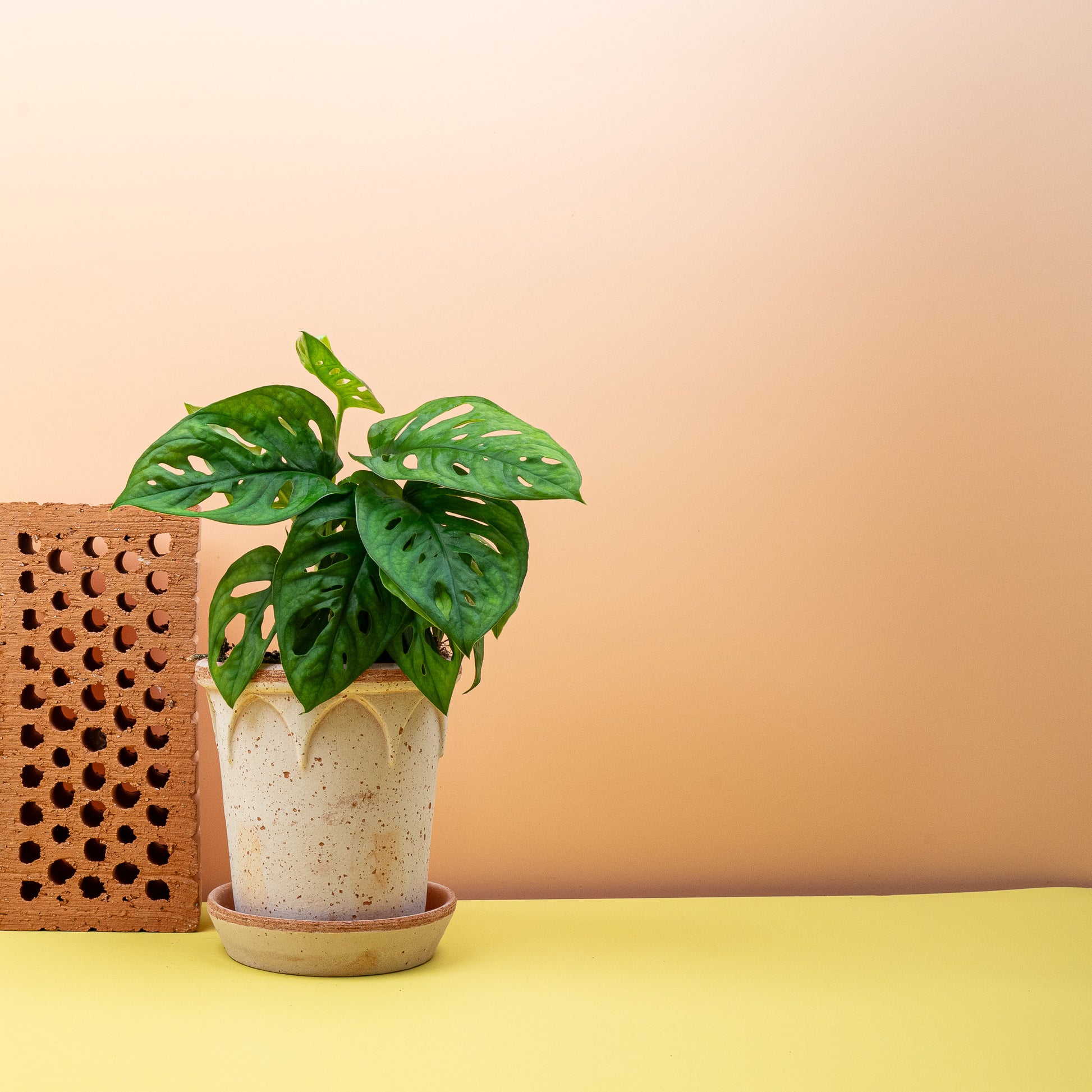 MONSTERA ADANSONII online bestellen bei potflourri