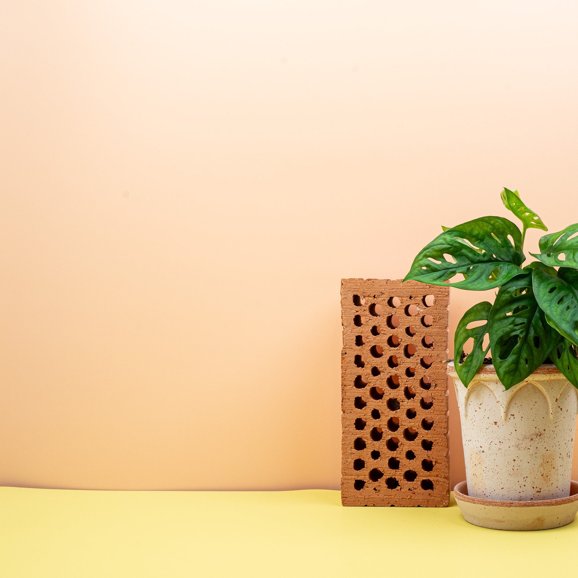 MONSTERA ADANSONII online bestellen bei potflourri