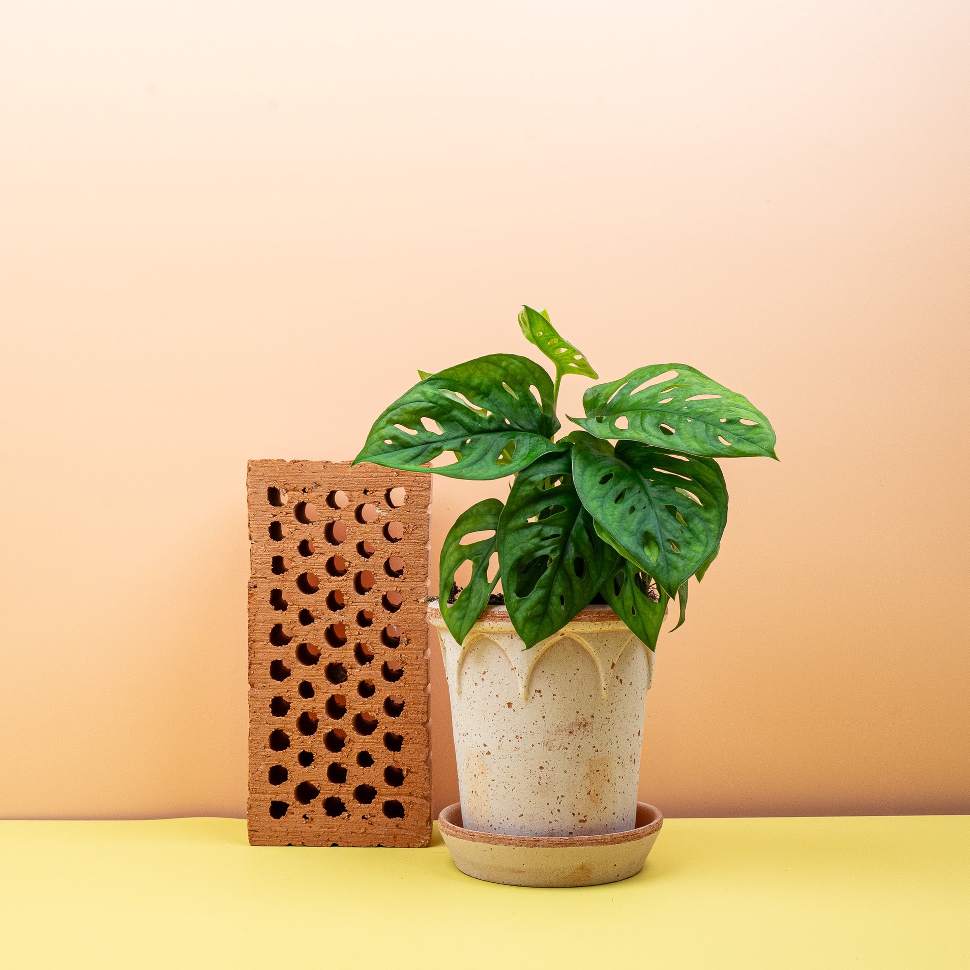 MONSTERA ADANSONII online bestellen bei potflourri