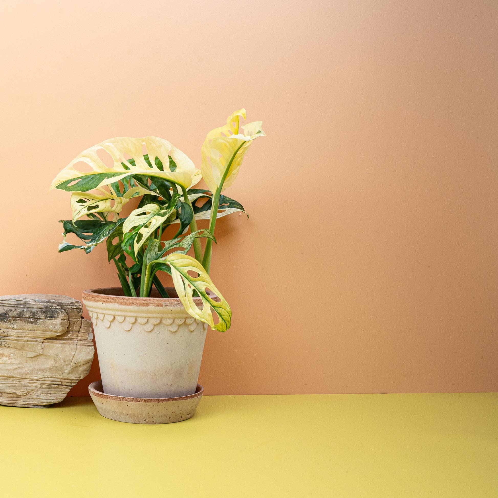 MONSTERA ADANSONII VARIEGATA online bestellen bei potflourri