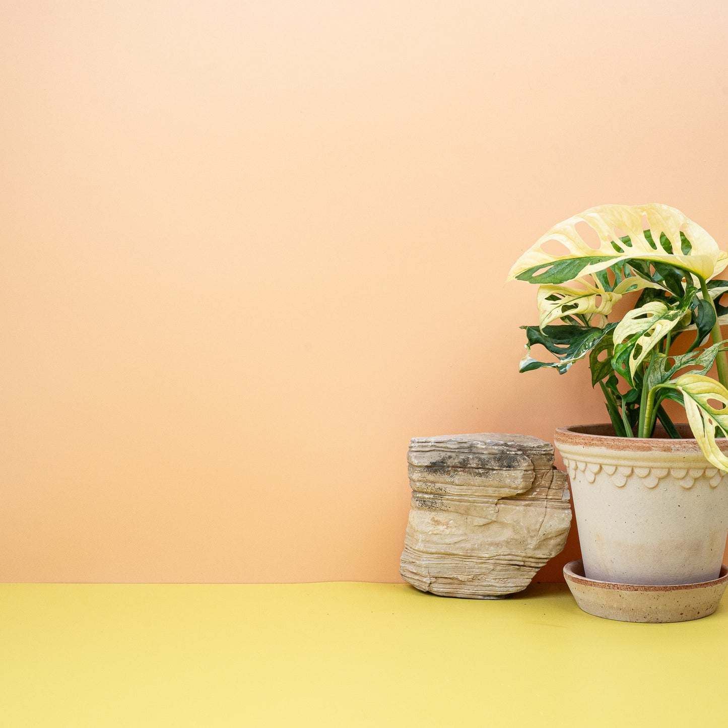MONSTERA ADANSONII VARIEGATA online bestellen bei potflourri