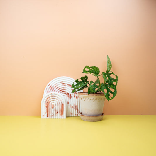 MONSTERA ADANSONII VARIEGATA MINT online bestellen bei potflourri